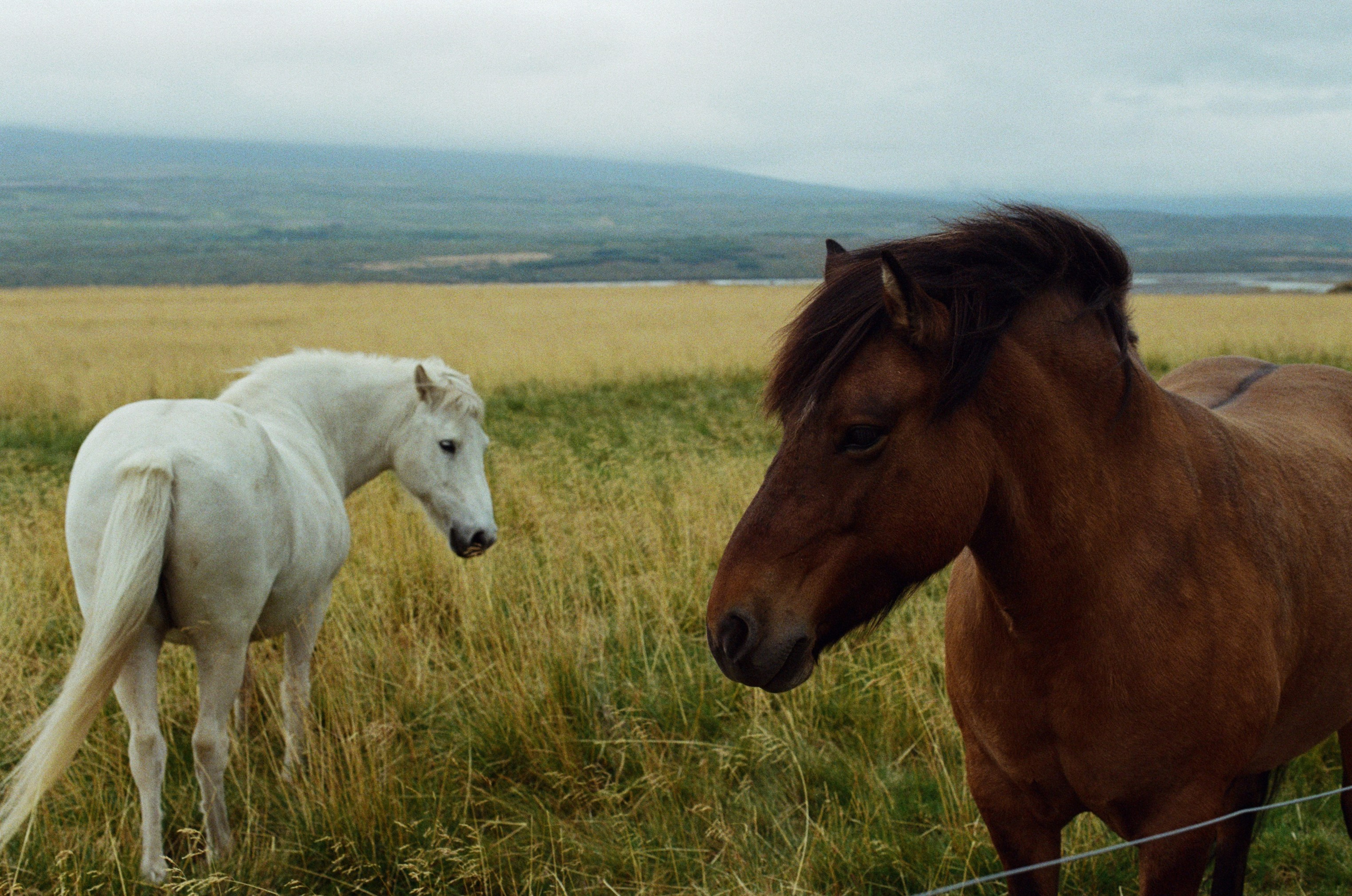 Bloodline // iceland. EVER EXPOSED