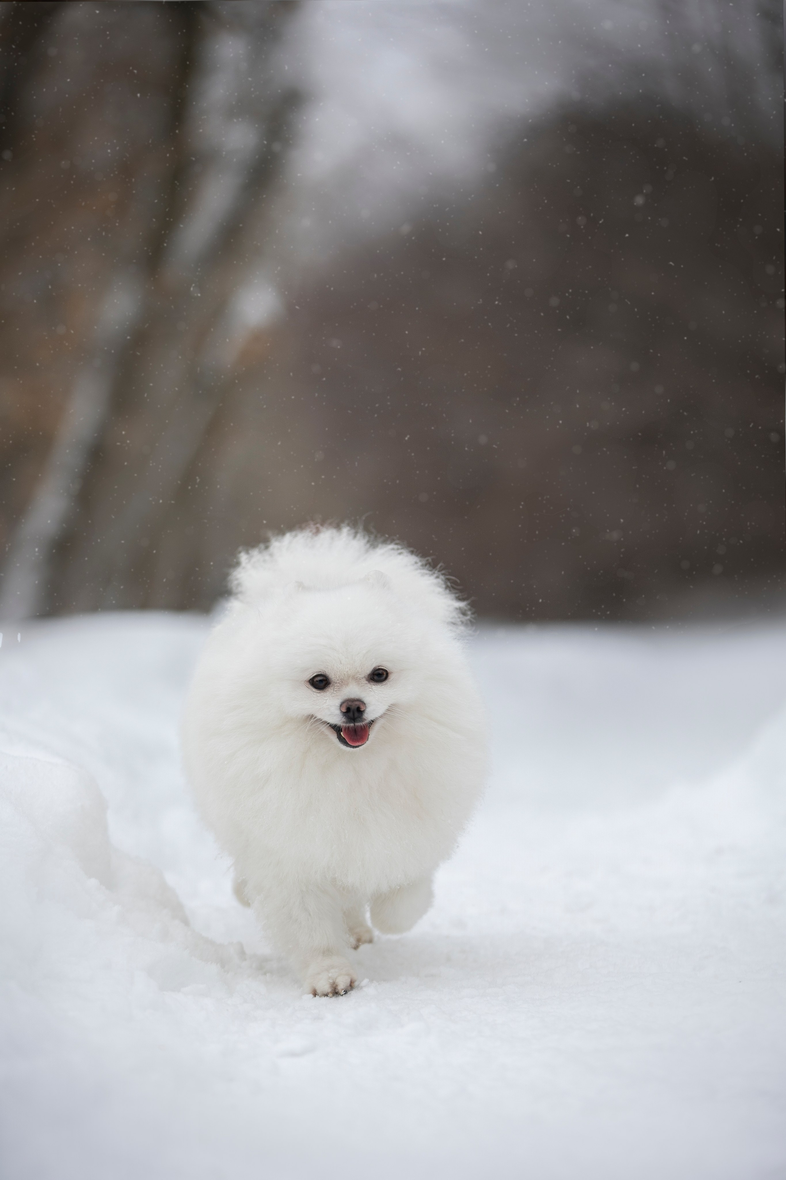 Настя, Игорь, Тесс и Марс. Фотограф анималист в Москве Майорова Евгения
