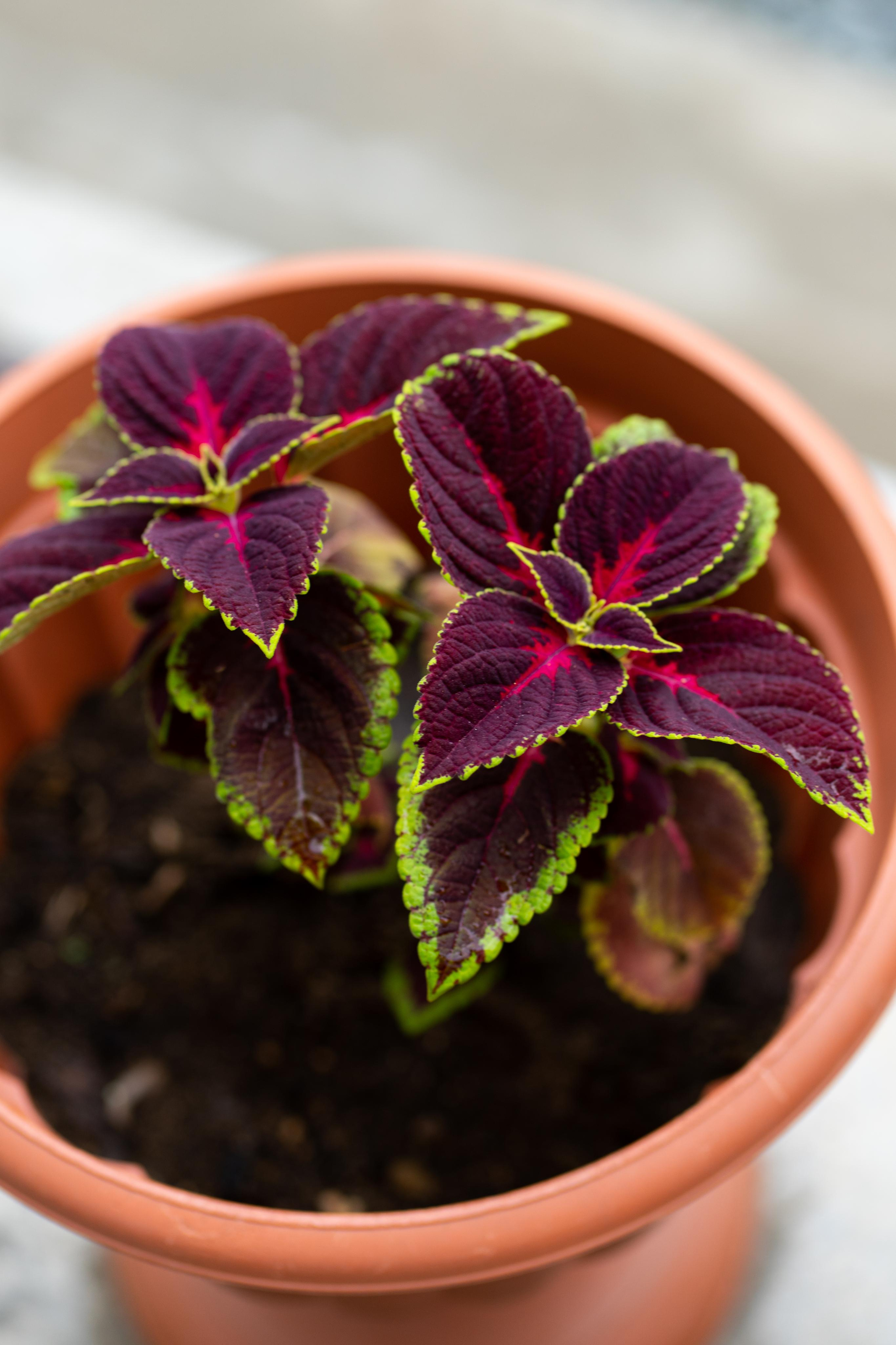 Красивые кадры и макро. Фотограф Ахмедов Эльдар Чита