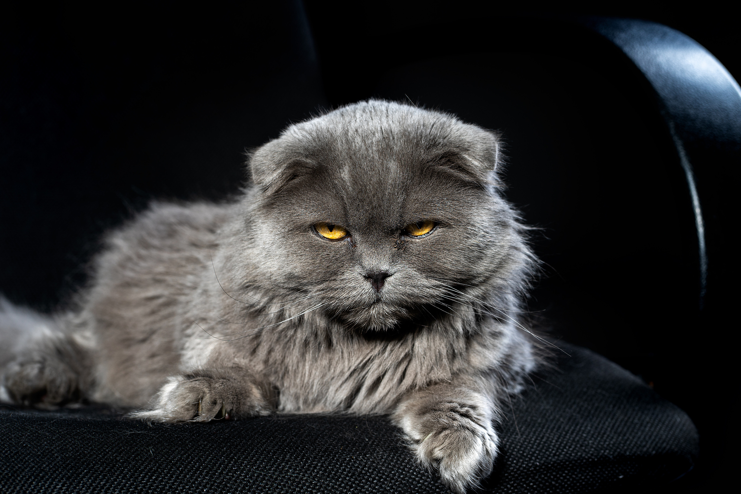 Муся, черное. Фотограф Ахмедов Эльдар Чита