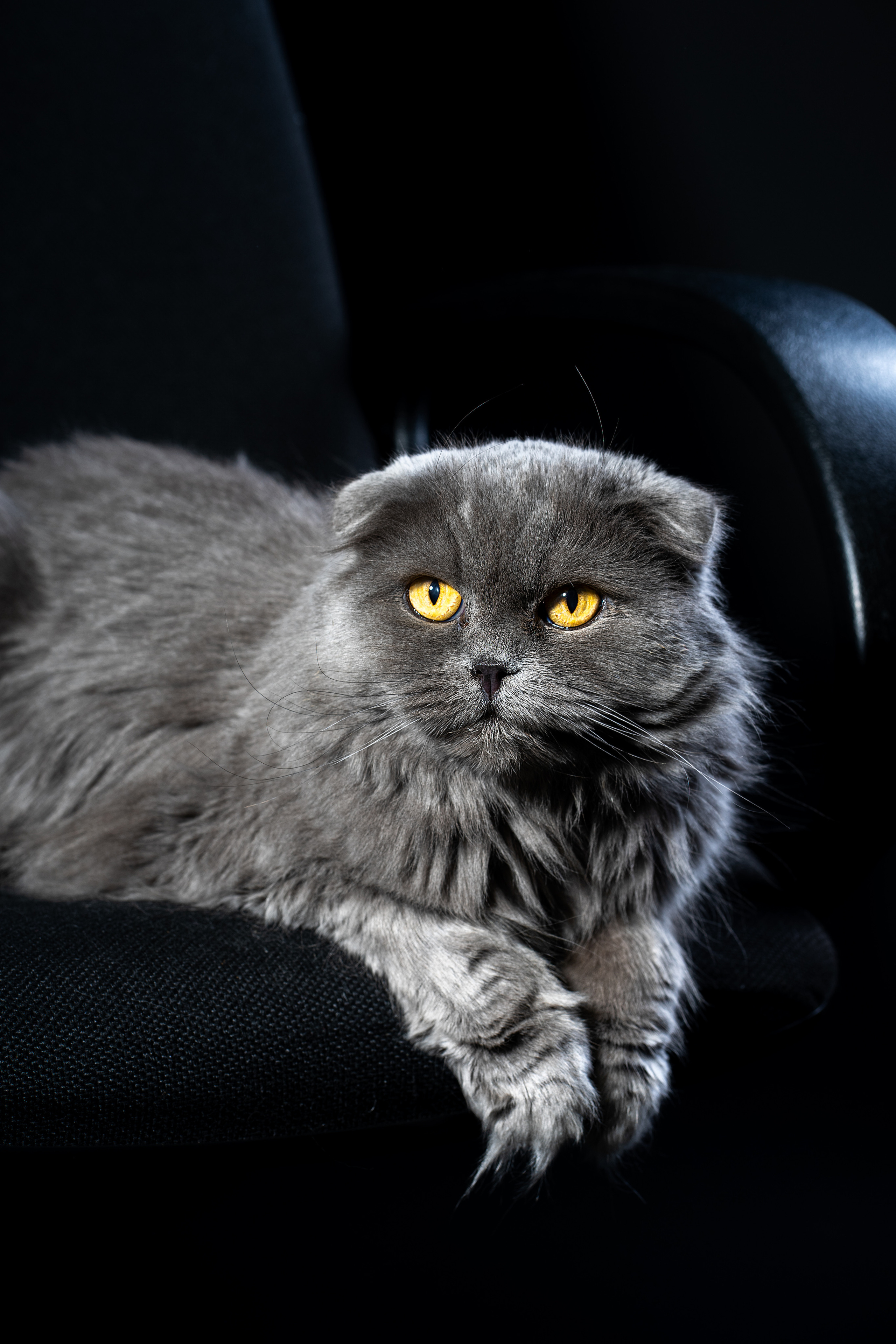 Муся, черное. Фотограф Ахмедов Эльдар Чита