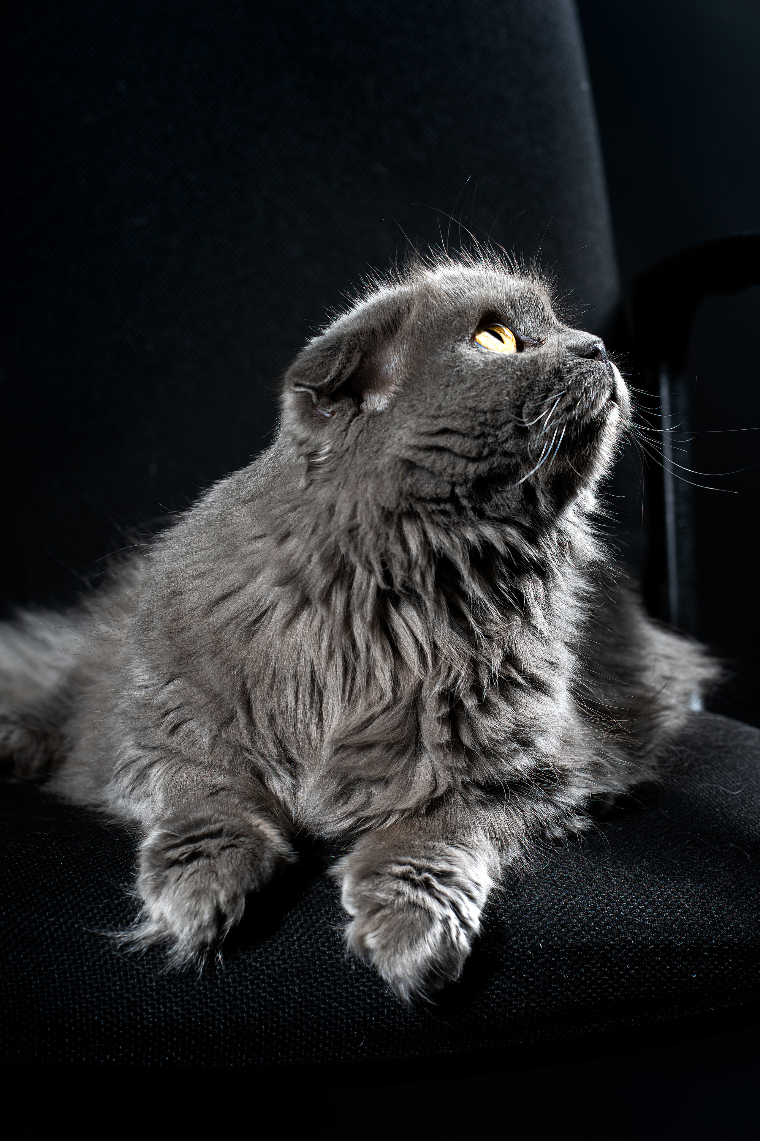 Муся, черное. Фотограф Ахмедов Эльдар Чита