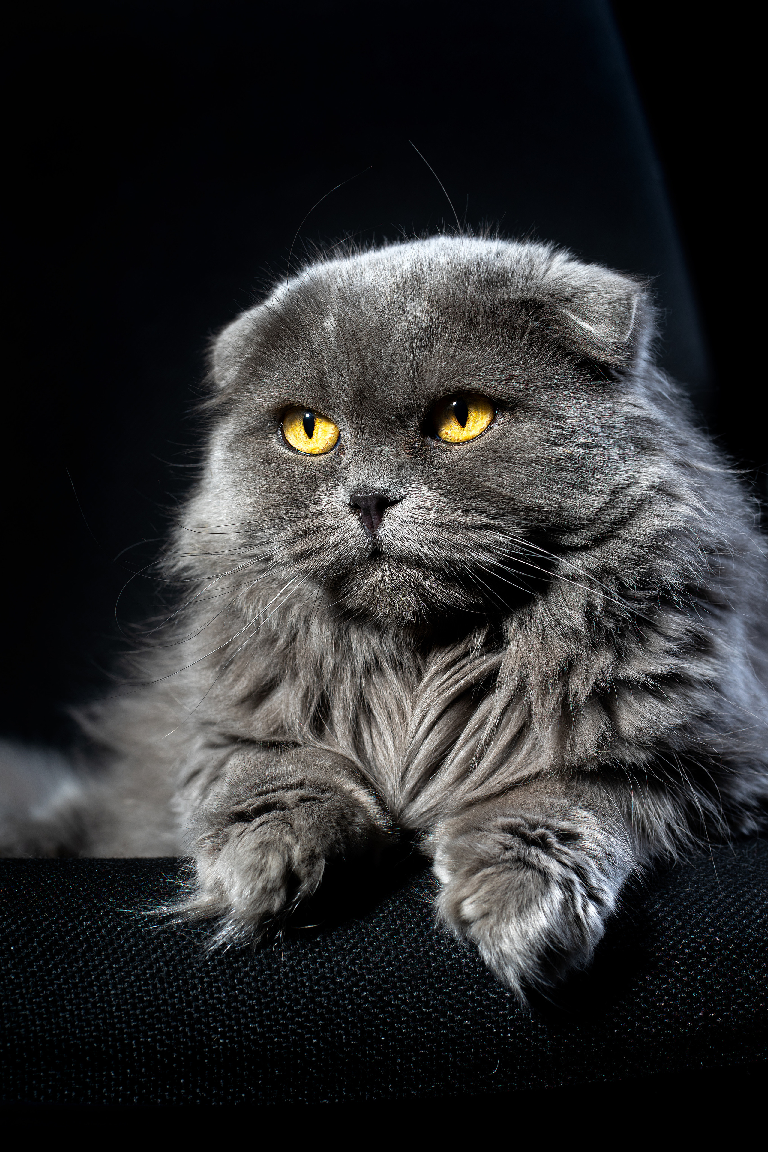 Муся, черное. Фотограф Ахмедов Эльдар Чита