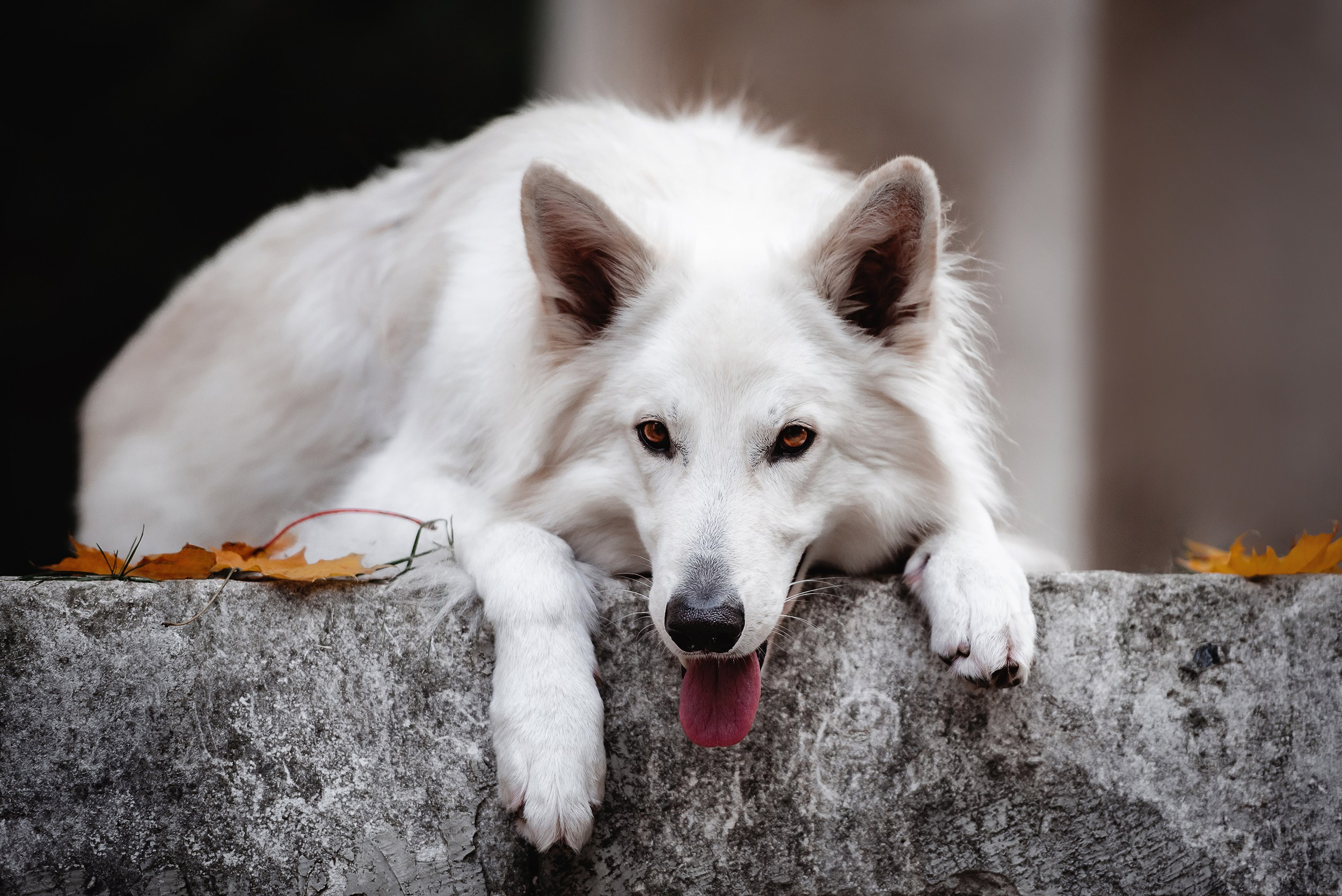 Катя и Джек. Семейный Фотограф в Москве Ирина Хохлова