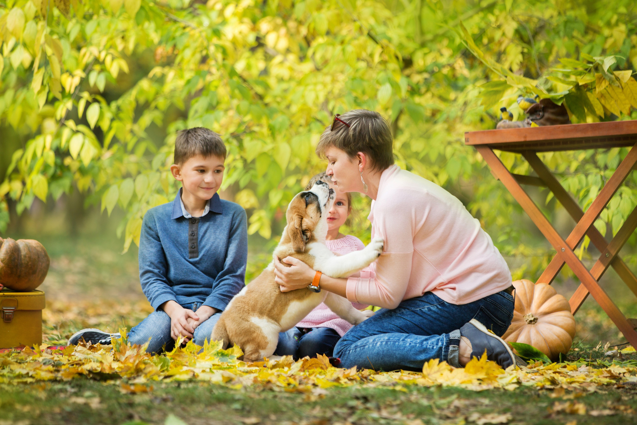 Щенки Сенбернары. Октябрь. Свадебный семейный и детский фотограф в Краснодаре Карина Федоровская
