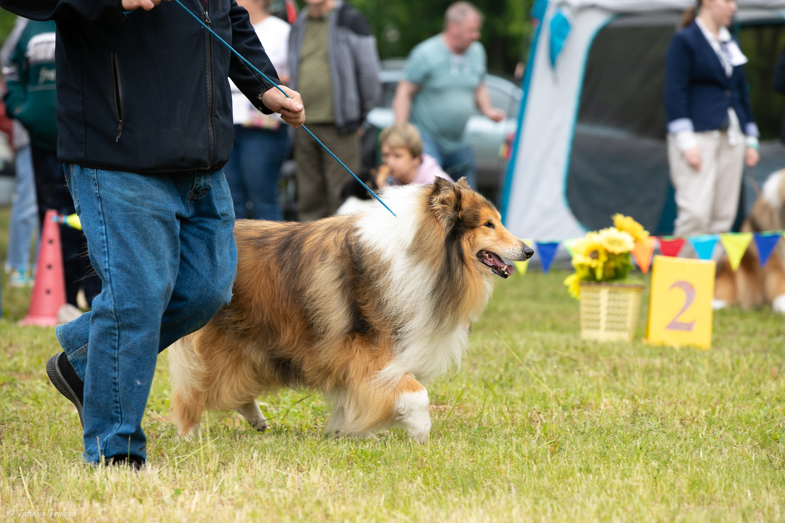 Фотосопровождение выставки собак в Московской области и Москве. Фотограф-анималист в Москве и Московской области Татьяна Фролова
