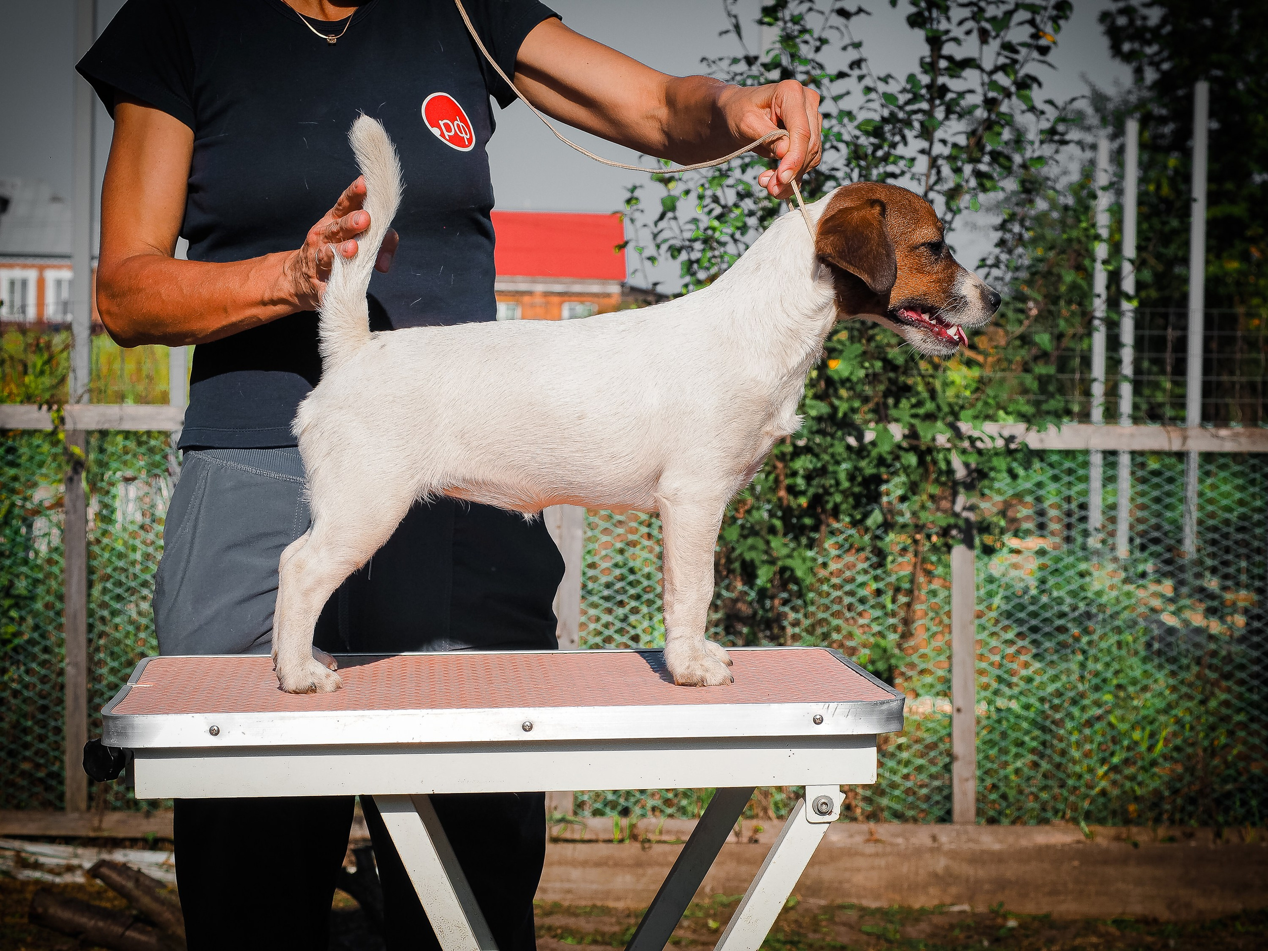 Щенок Джек-рассел-терьер. КМ ФЕЛИЧИТА. Гладкий тип шерсти. Девочка №2. КАНЕ МАЭСТРО — питомник Джек рассел терьеров