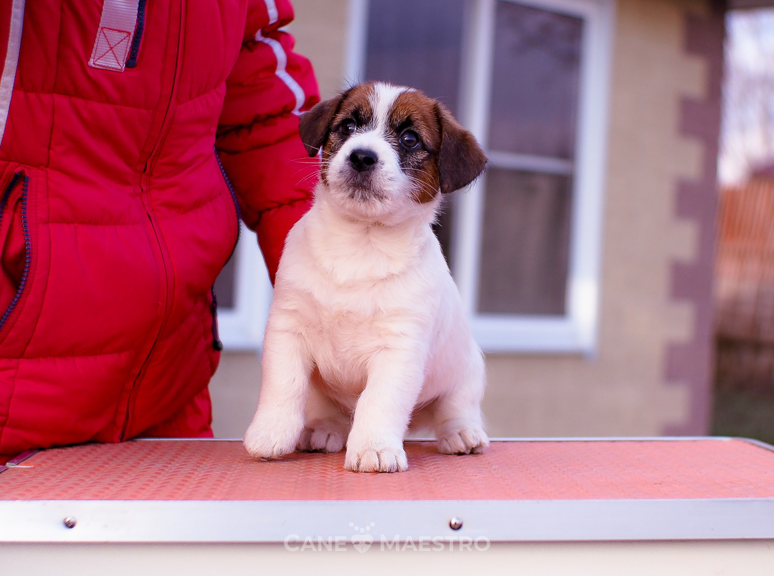 Мальчик 2. Кобель бело-рыжий. Джек рассел терьер щенок. КАНЕ МАЭСТРО — питомник Джек рассел терьеров