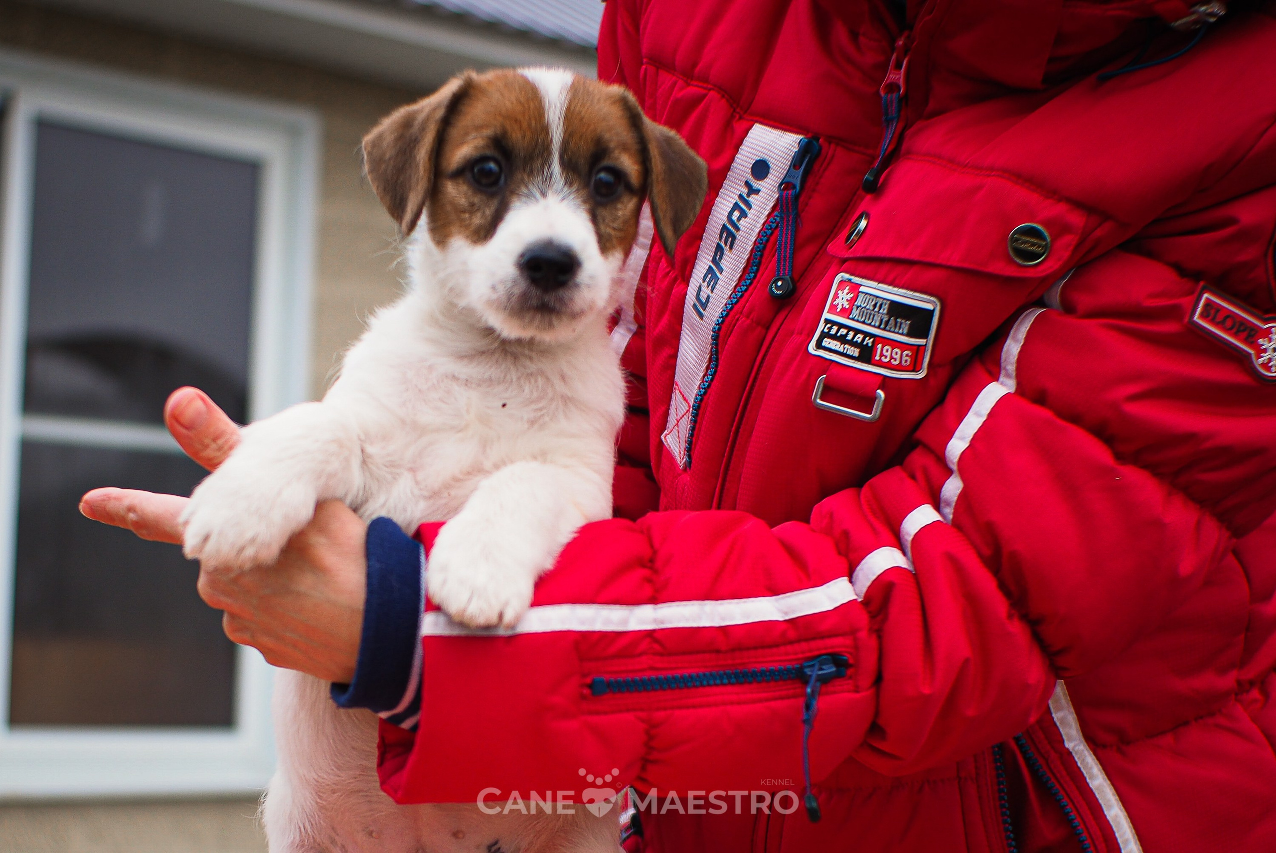 3КОБЛ_СНЕГОВИК. CANE MAESTRO — kennel Jack Russell Terrier