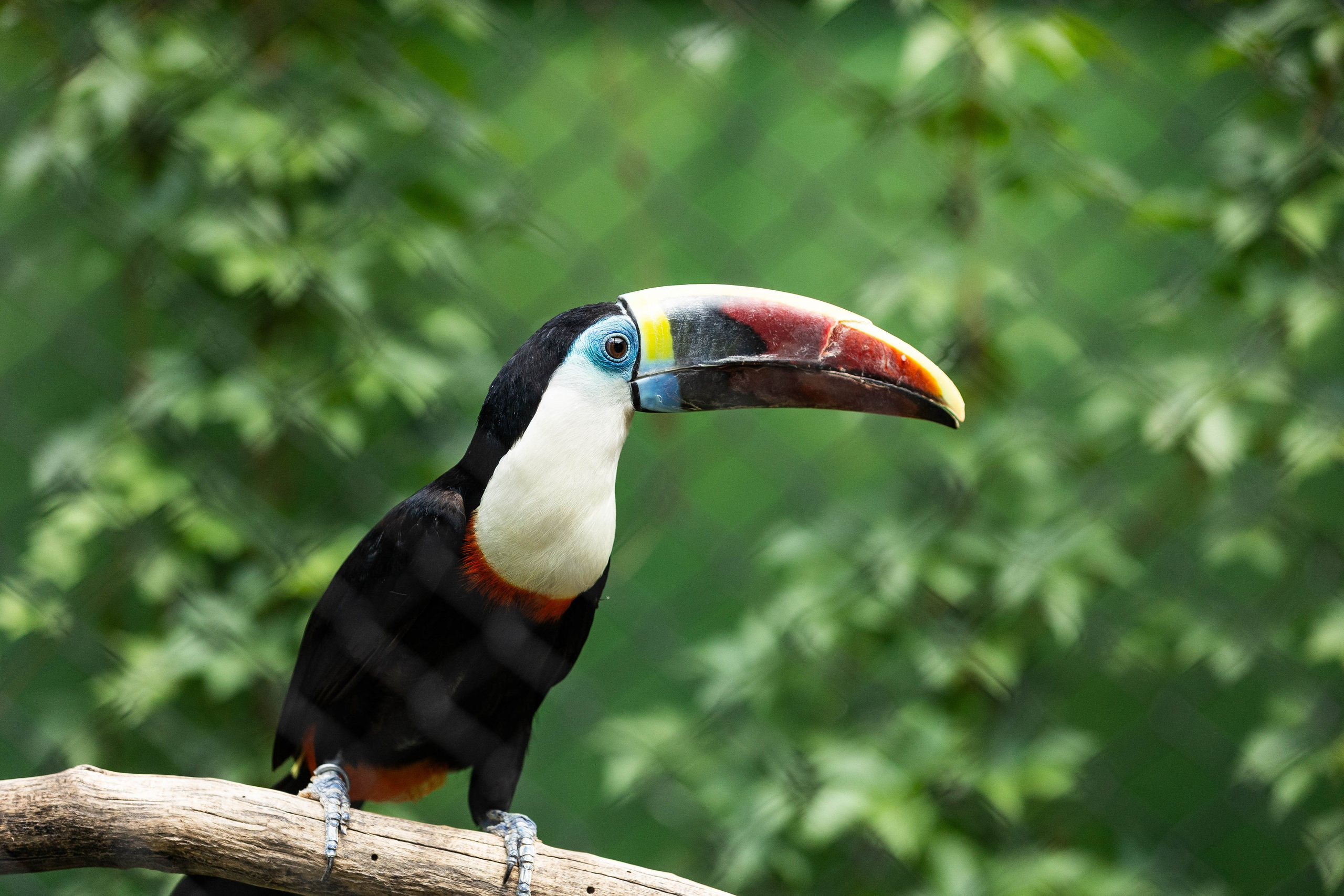 Зоопарк Малинки. Фотограф-АниМалист Анна Абрамова