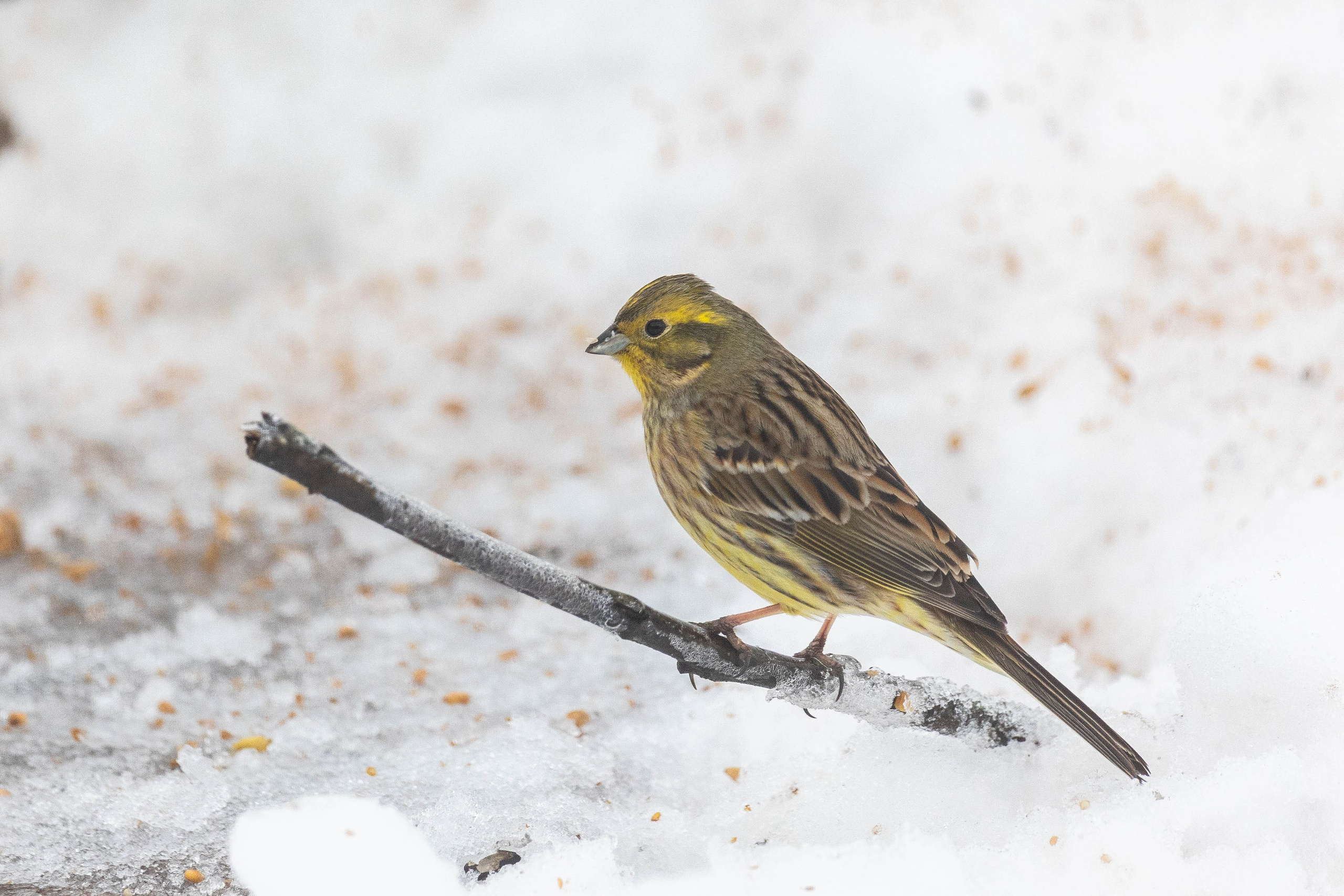 Дикий животный мир. Фотограф-АниМалист Анна Абрамова