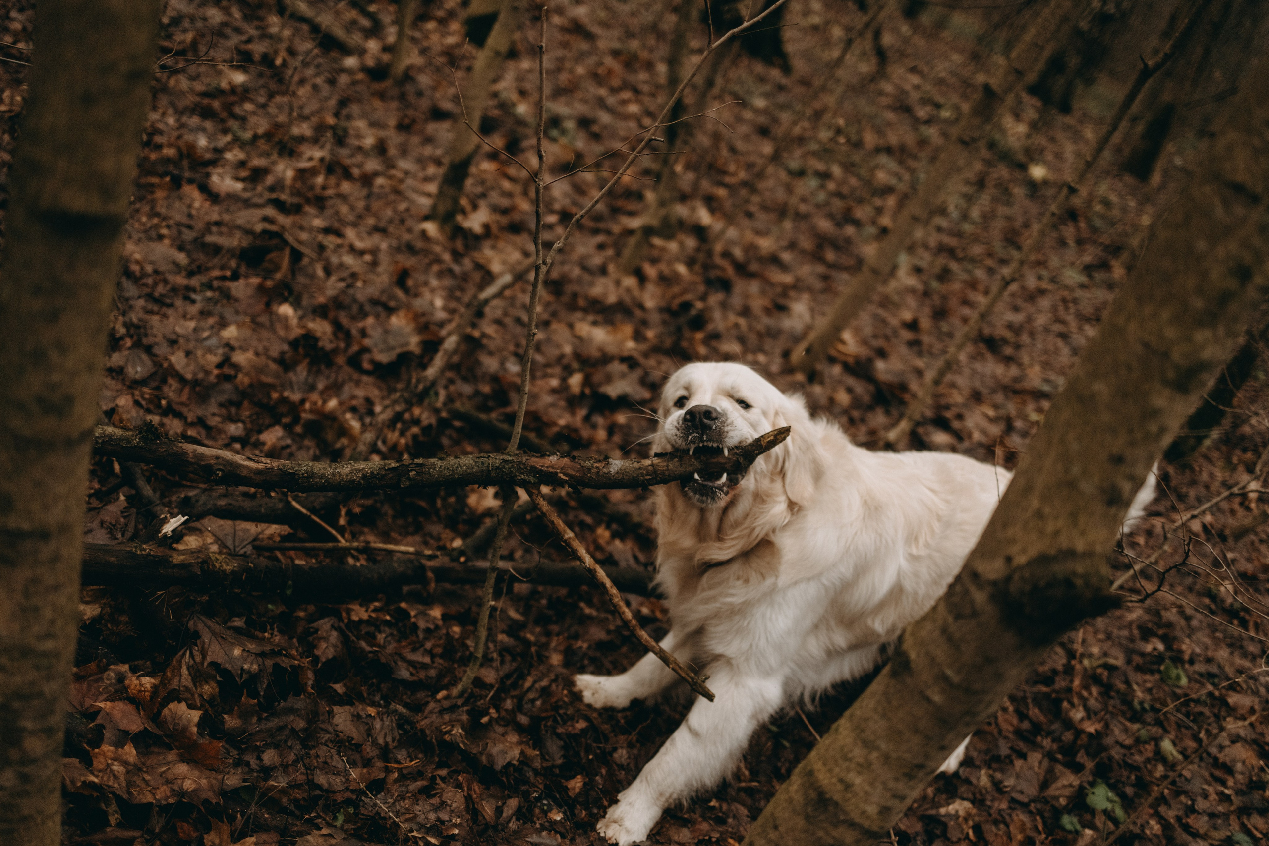 Лаки и его семья. Фотограф — Анималист | Санкт-Петербург