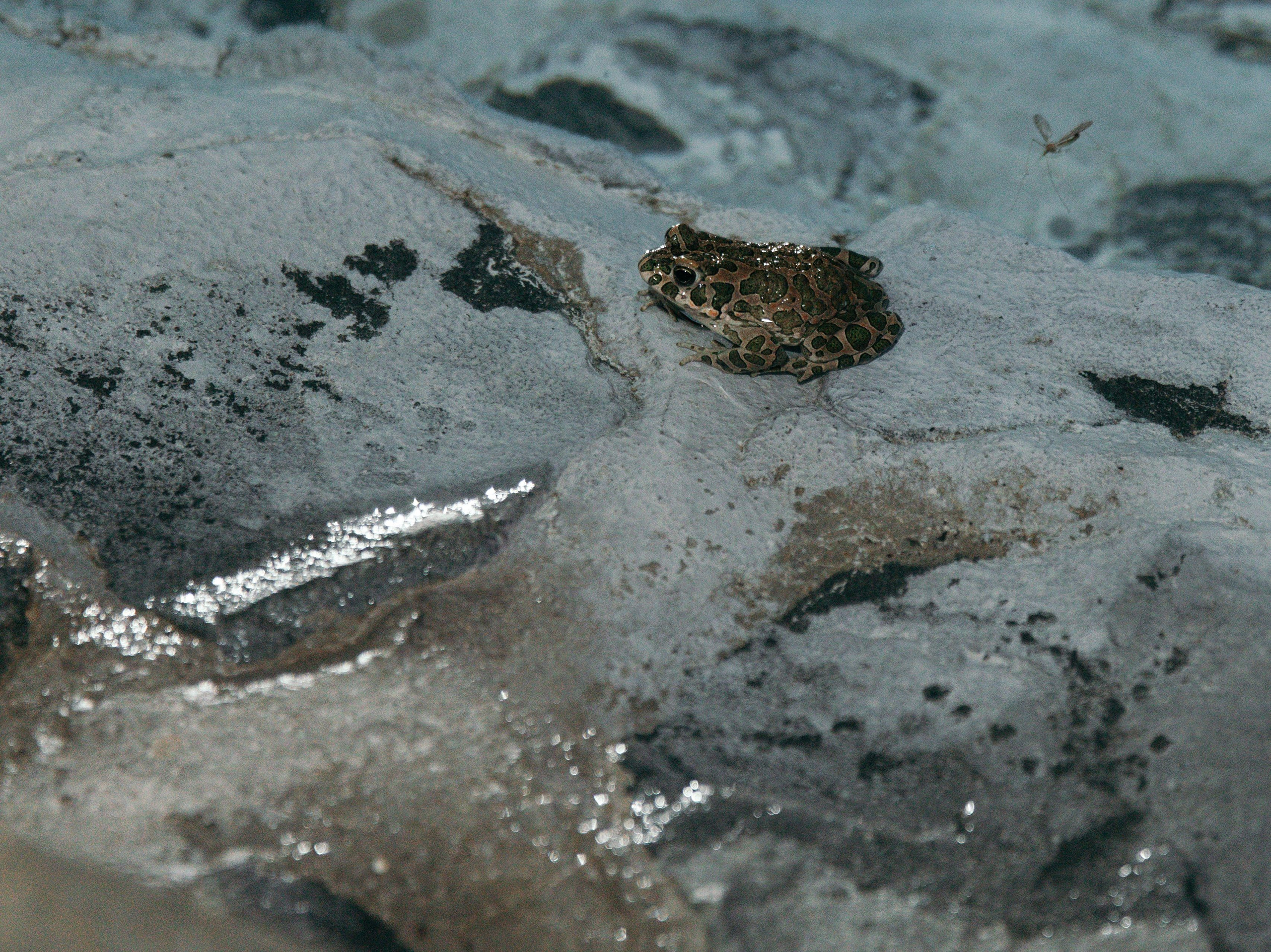 Свадьба Игорь и Оксана. Свадебный и семейный фотограф в Севастополе и Крыму Анастасия Сураева