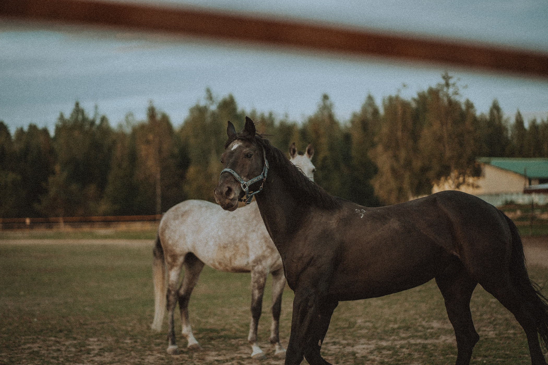 Верный друг. Фотограф Наталья Колганова