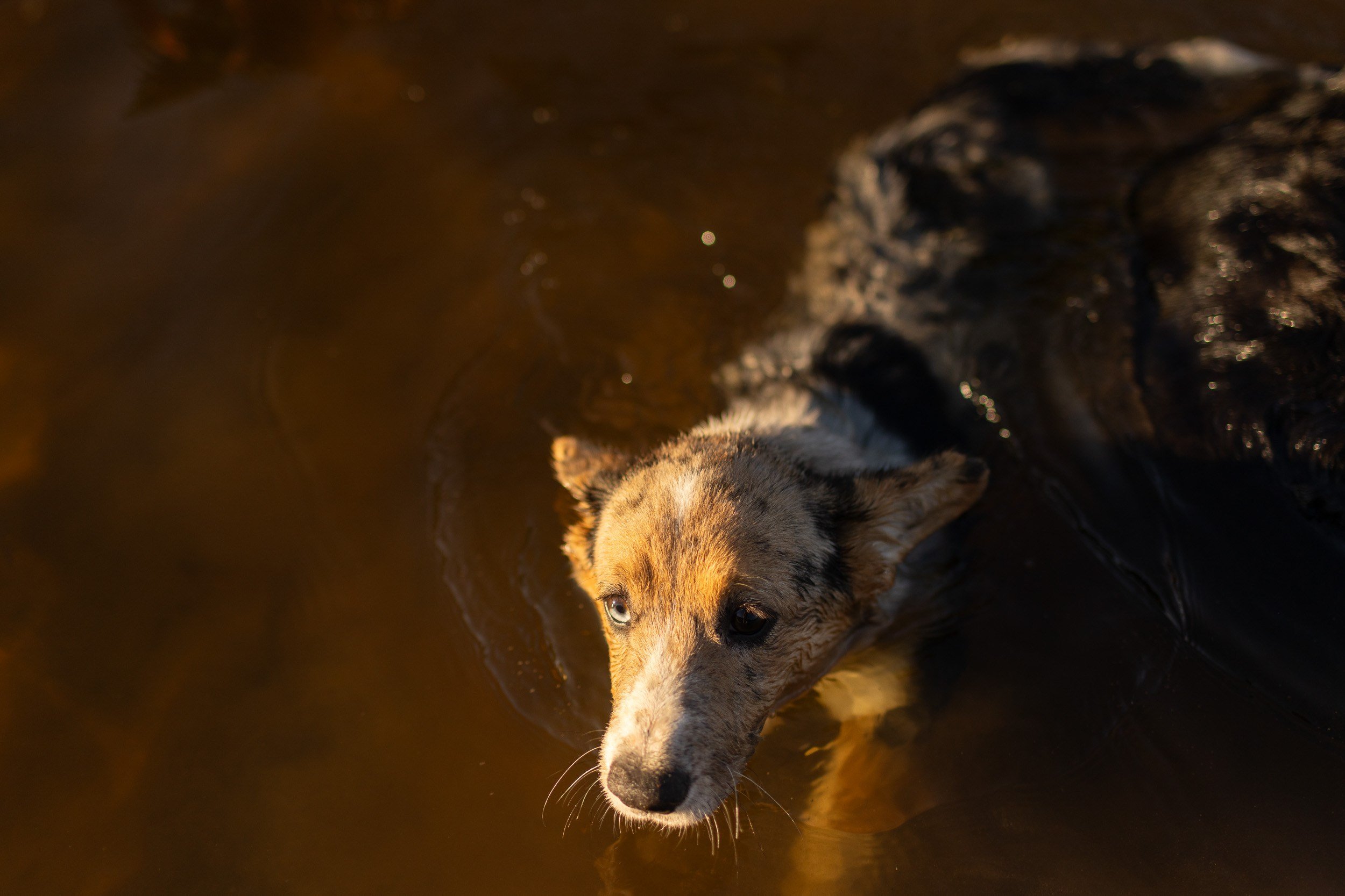 Купание щенков в стиле лайфстайл. Фотограф-анималист в Москве и Московской области Татьяна Фролова