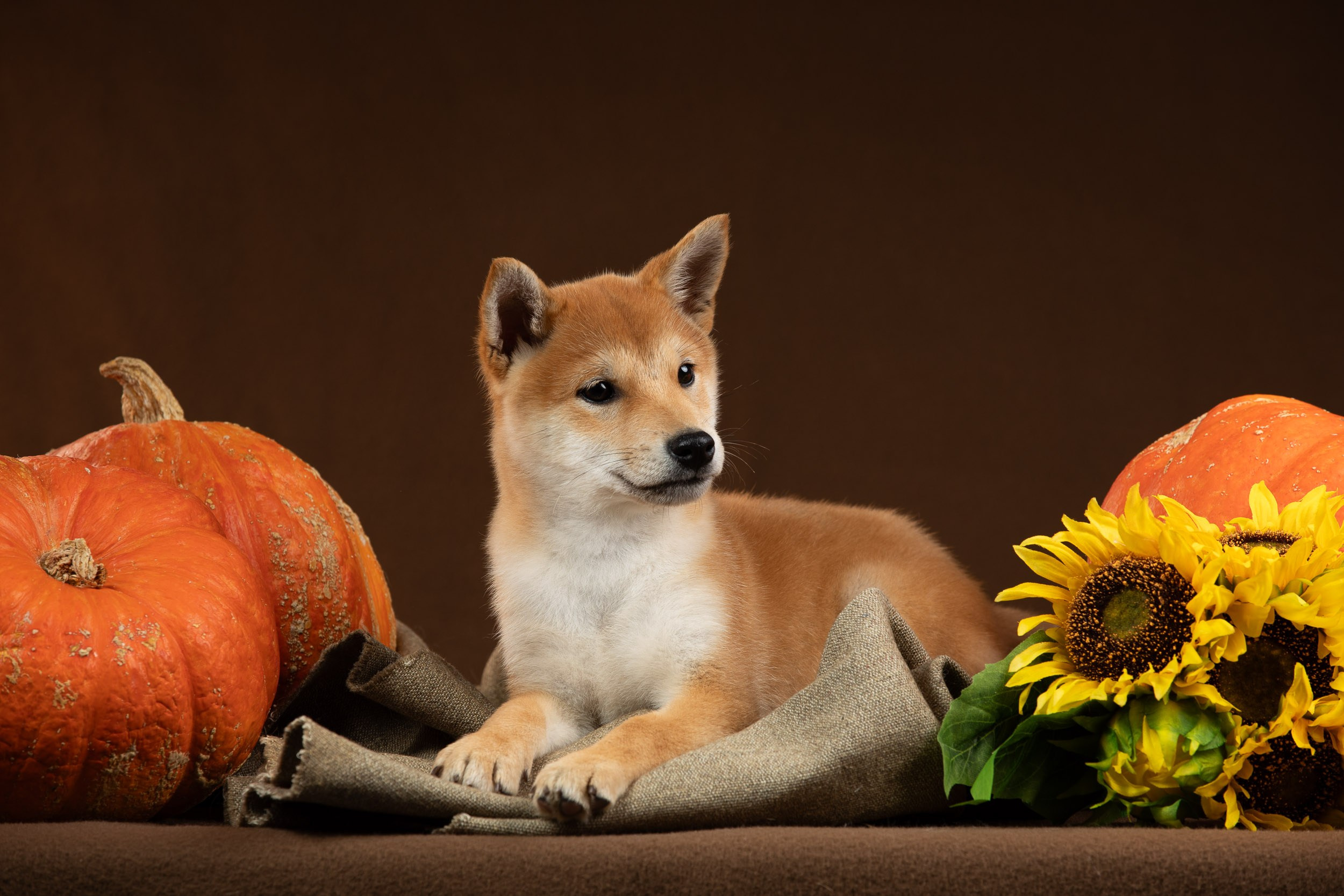 Съемка щенков на продажу с искусственным светом. Фотограф-анималист в Москве и Московской области Татьяна Фролова