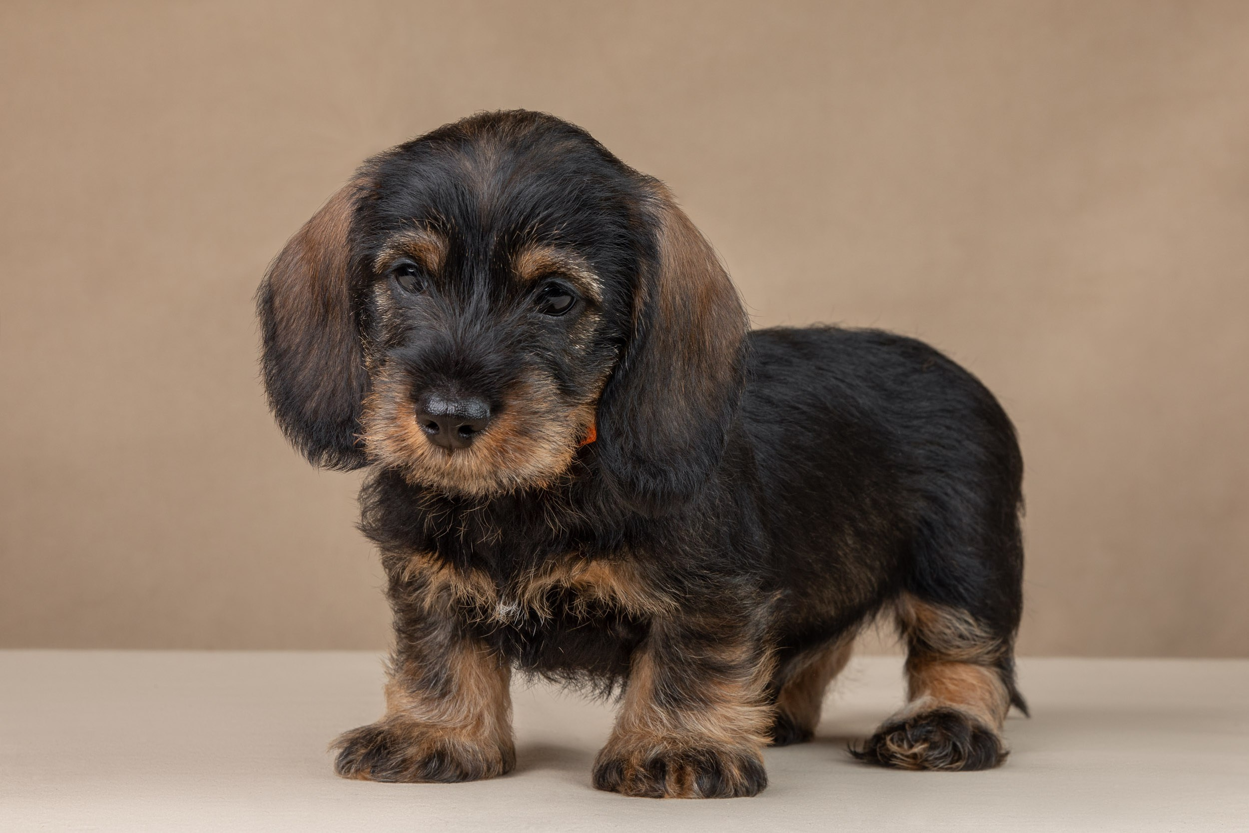 Съемка щенков жесткошерстной таксы на бежевом фоне в ящике. Фотограф-анималист в Москве и Московской области Татьяна Фролова
