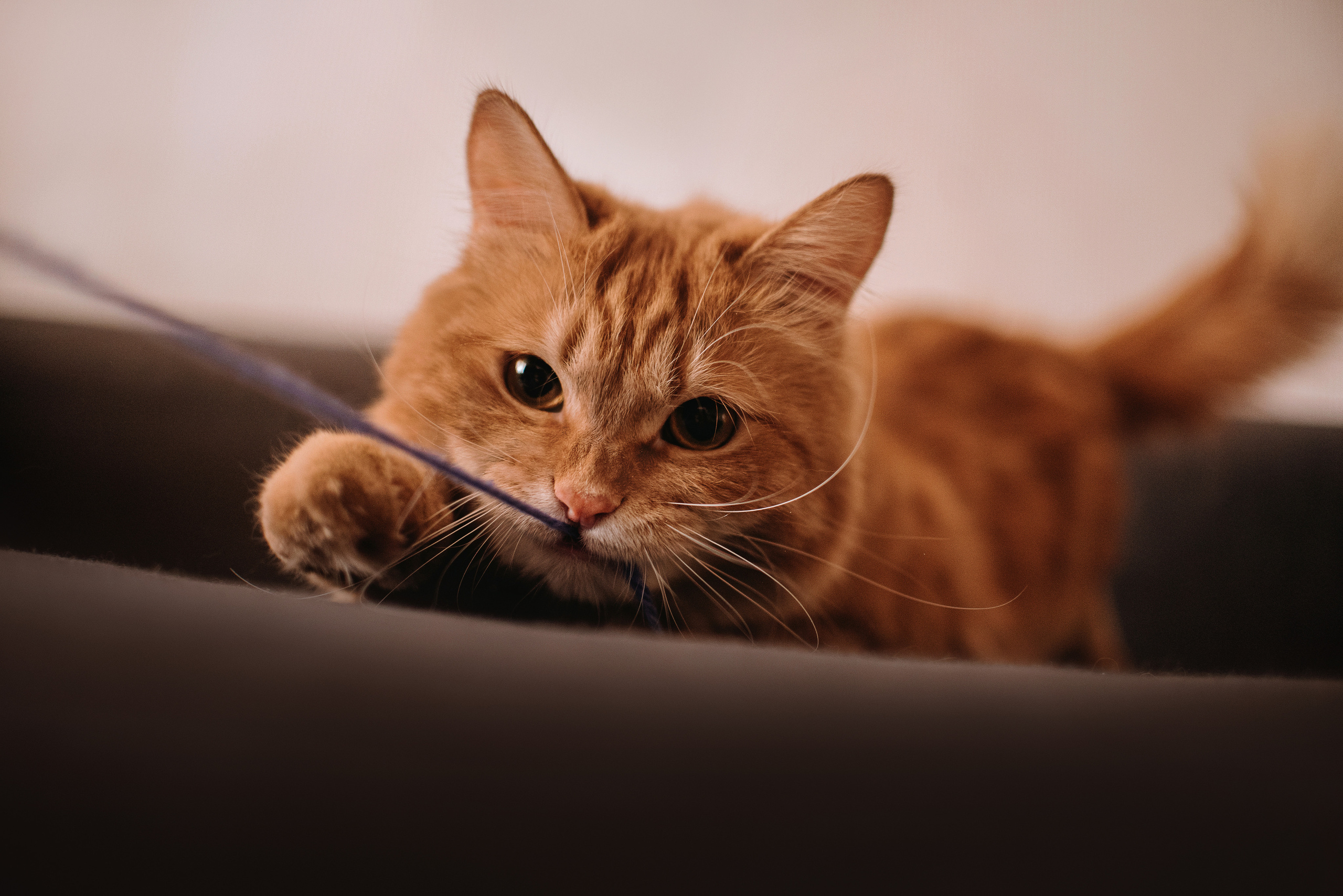 Домашнее: кот Баттерз и Юля. Портфолио