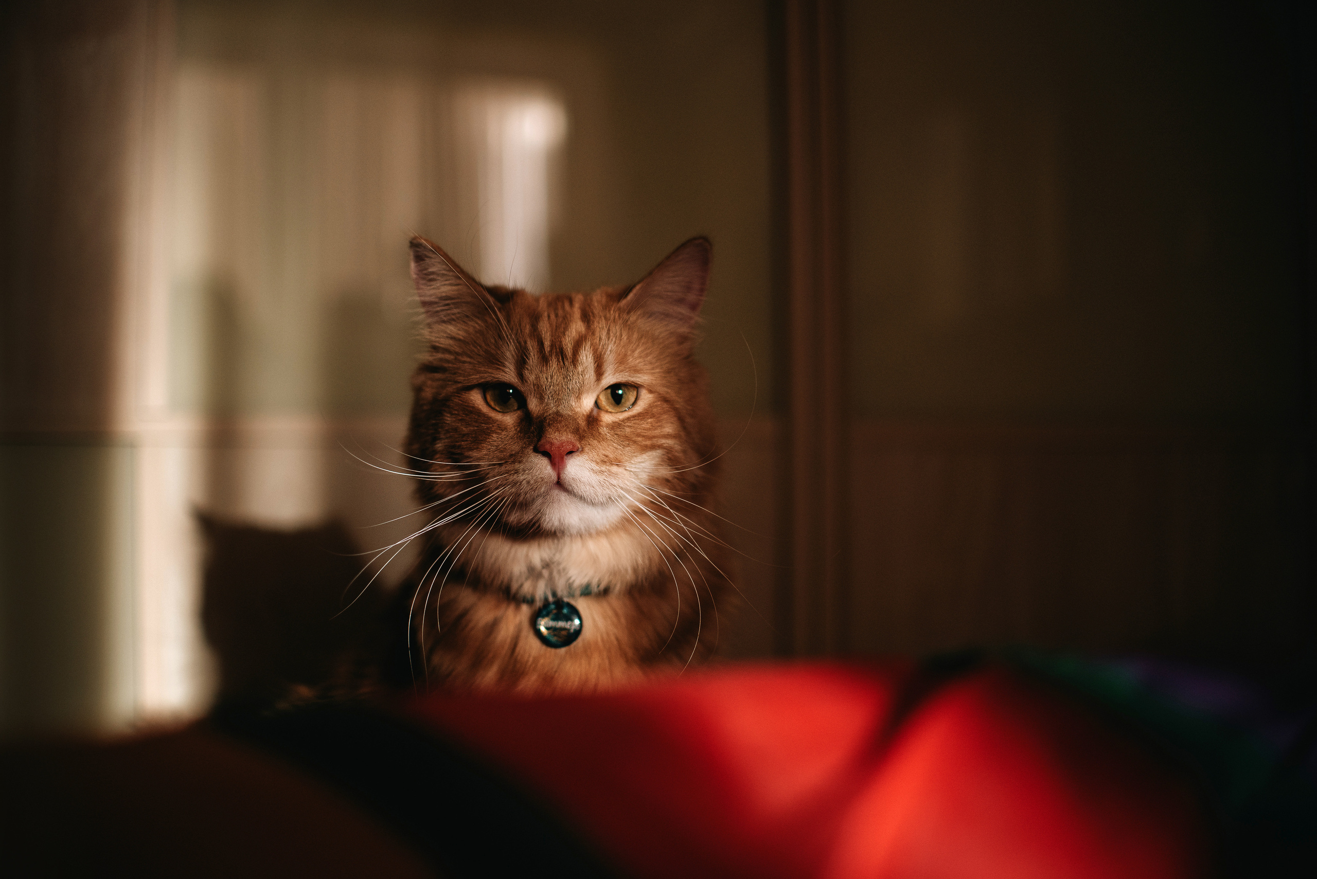 Домашнее: кот Баттерз и Юля. Портфолио