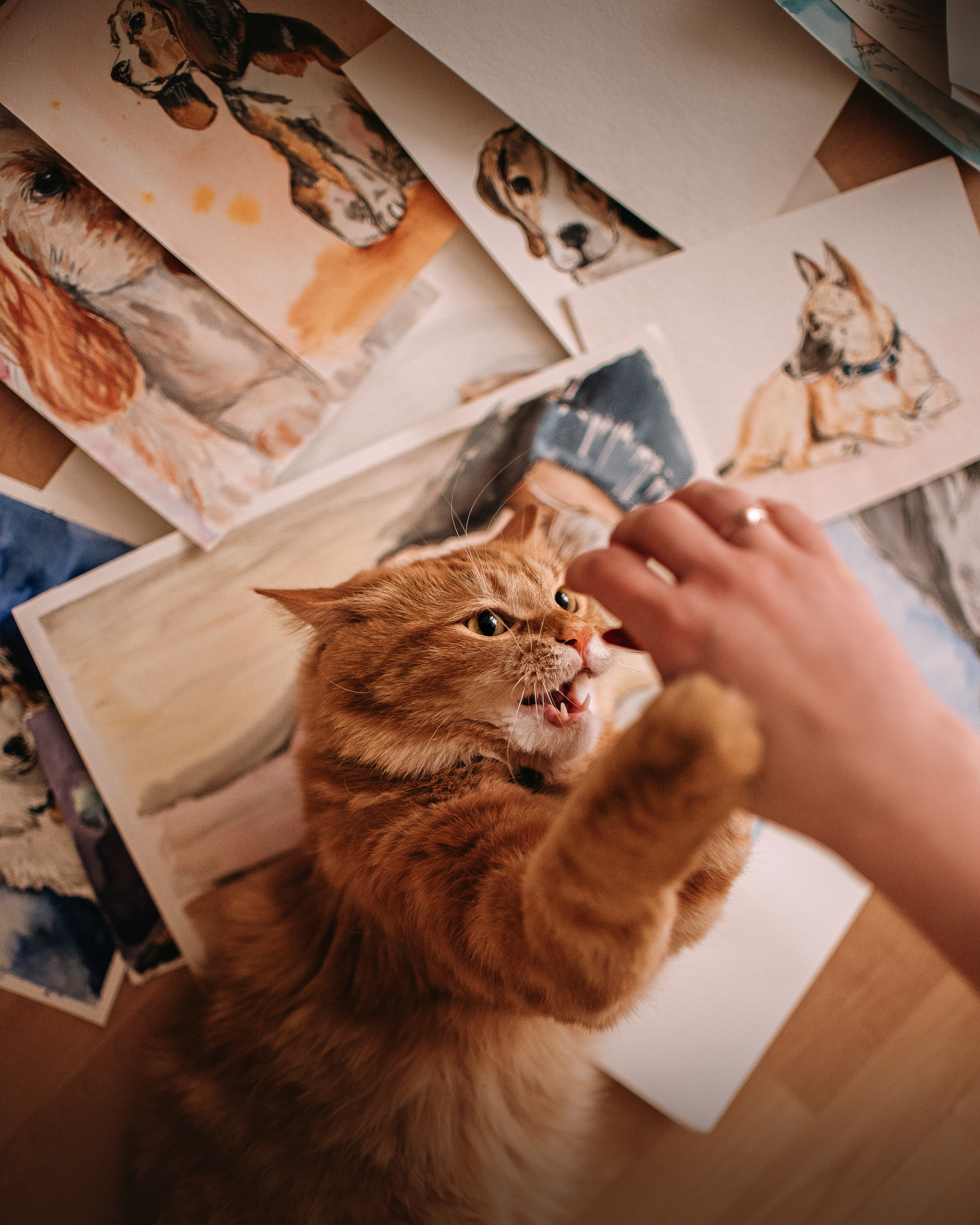 Домашнее: кот Баттерз и Юля. Портфолио