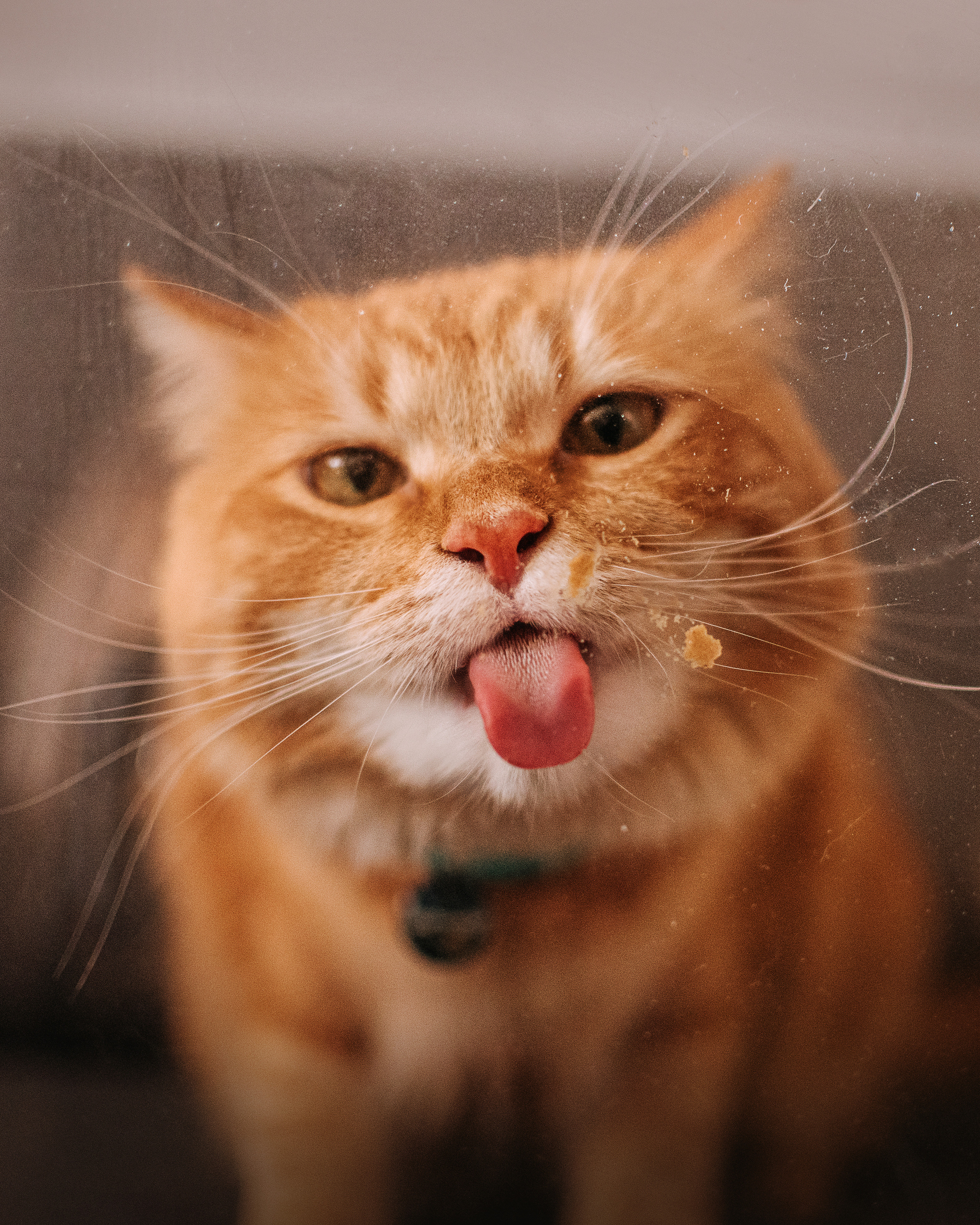 Домашнее: кот Баттерз и Юля. Портфолио