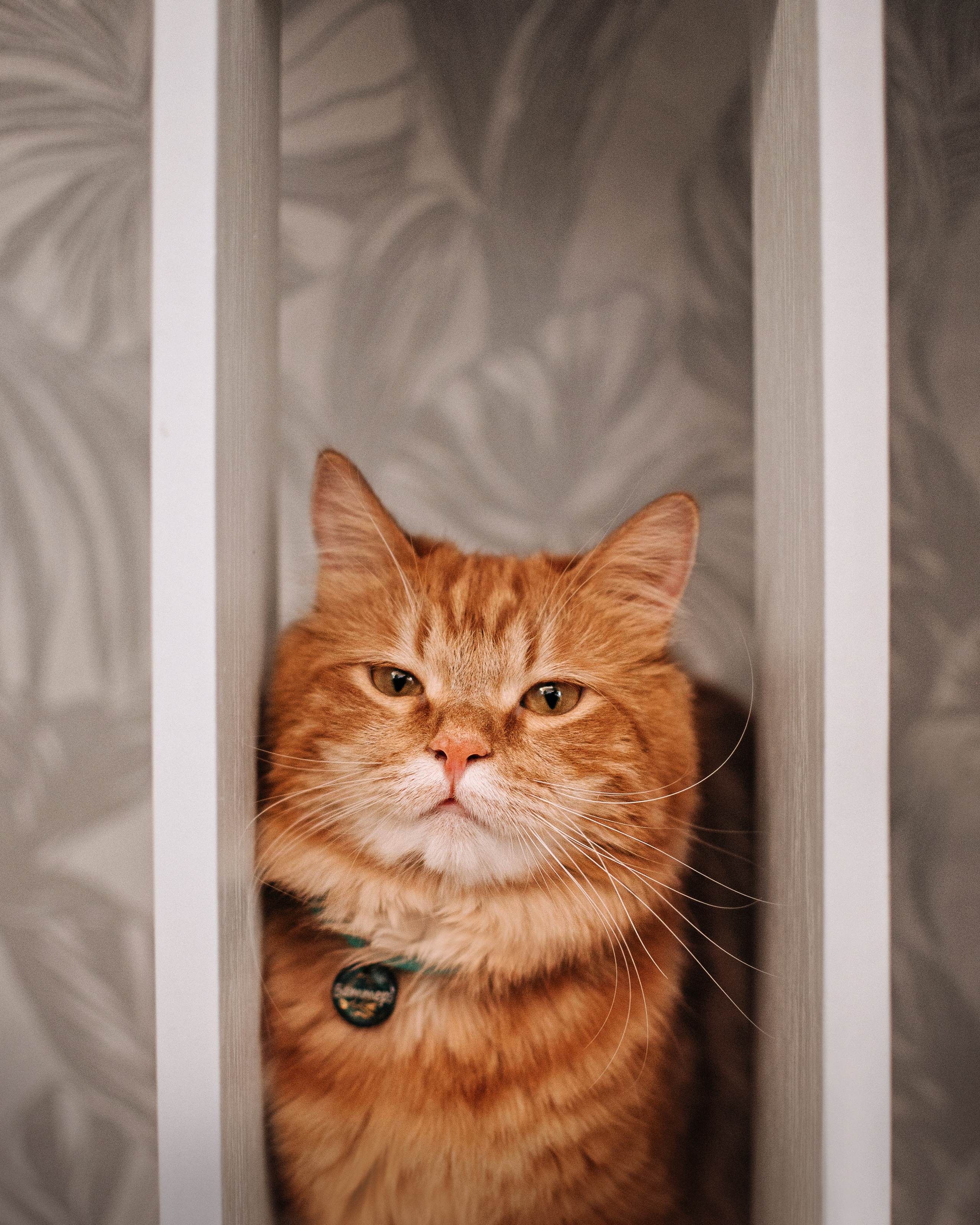 Домашнее: кот Баттерз и Юля. Портфолио