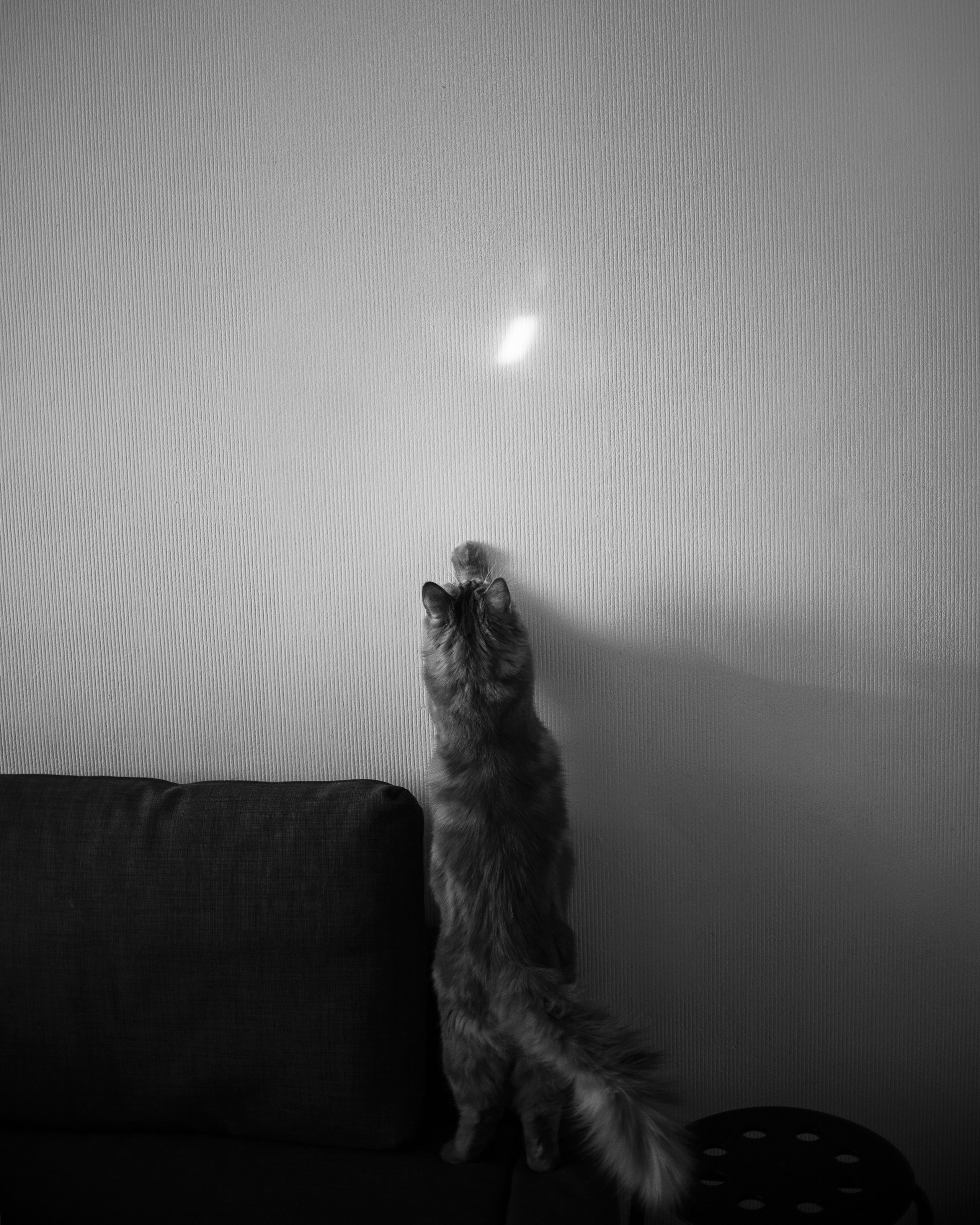 Домашнее: кот Баттерз и Юля. Портфолио