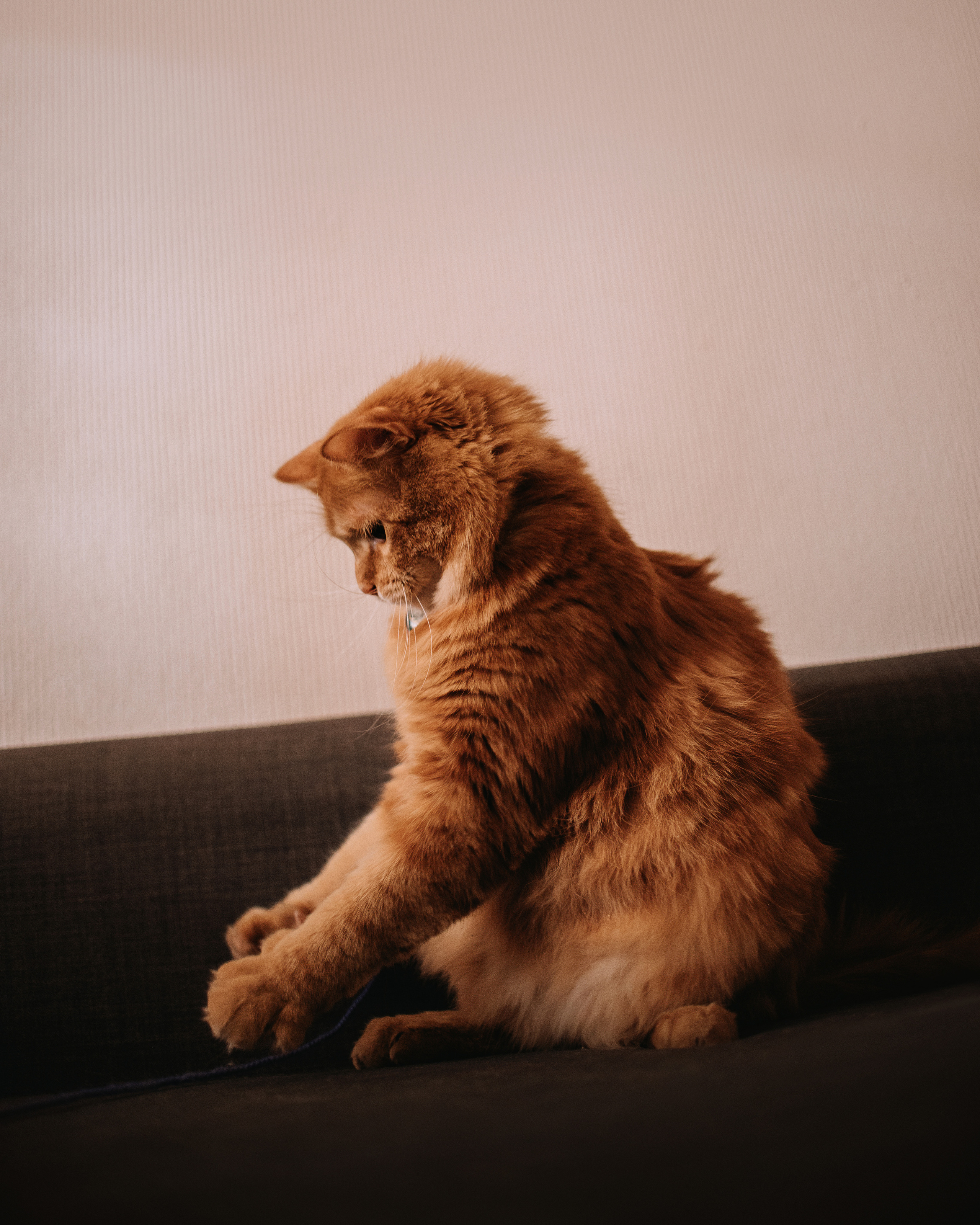 Домашнее: кот Баттерз и Юля. Портфолио