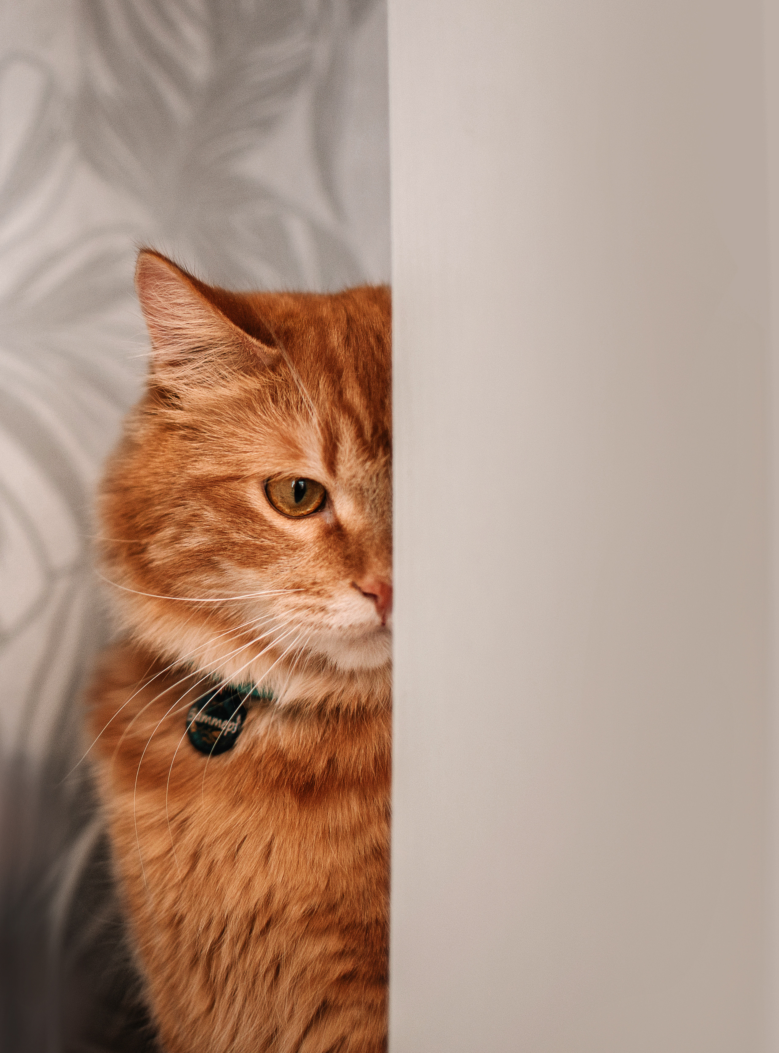 Домашнее: кот Баттерз и Юля. Портфолио