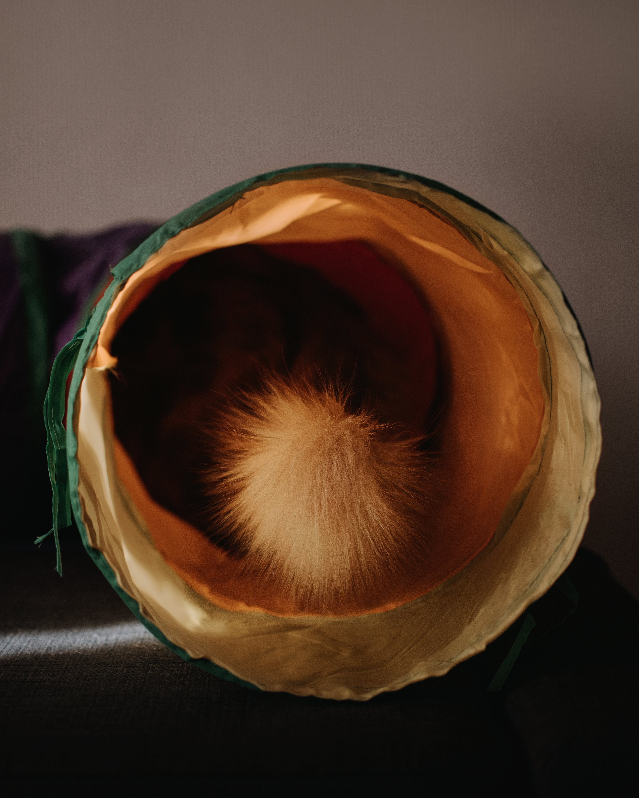 Домашнее: кот Баттерз и Юля. Портфолио