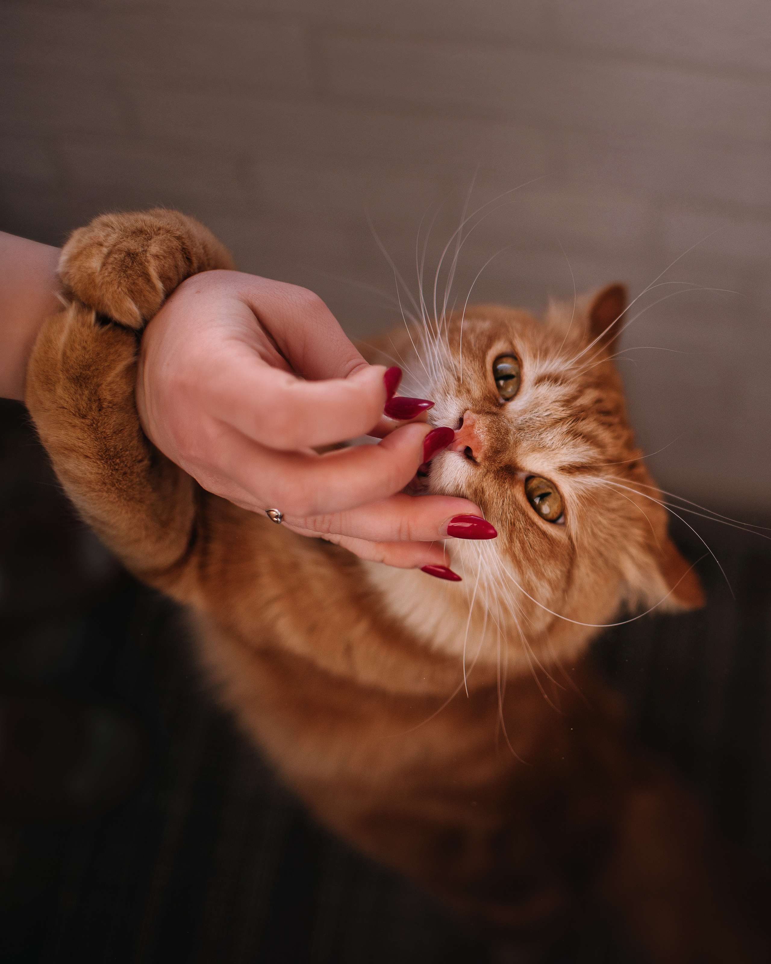 Домашнее: кот Баттерз и Юля. Портфолио