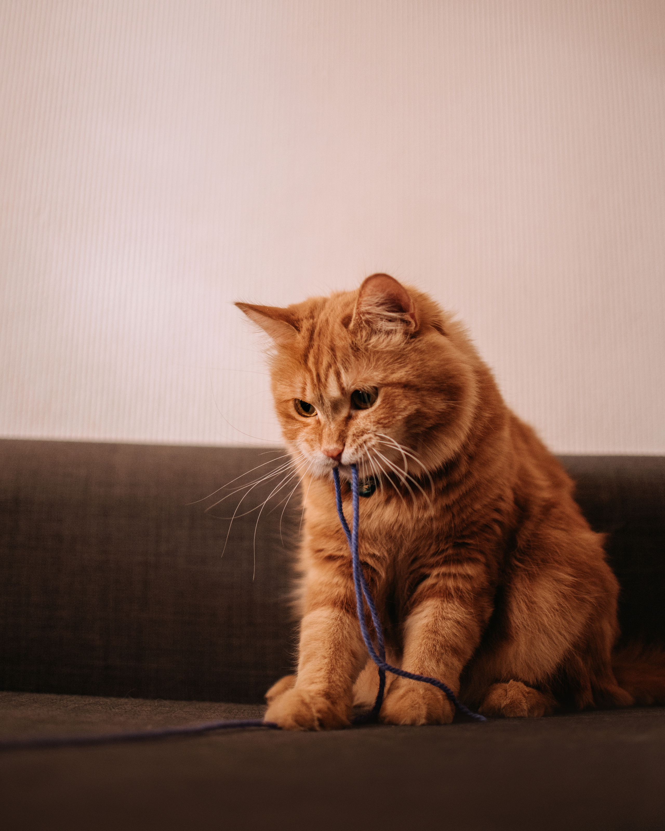 Домашнее: кот Баттерз и Юля. Портфолио