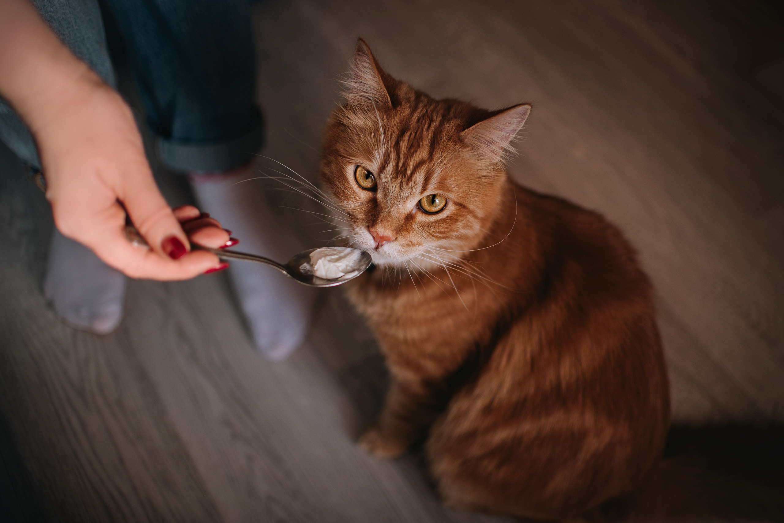 Домашнее: кот Баттерз и Юля. Портфолио