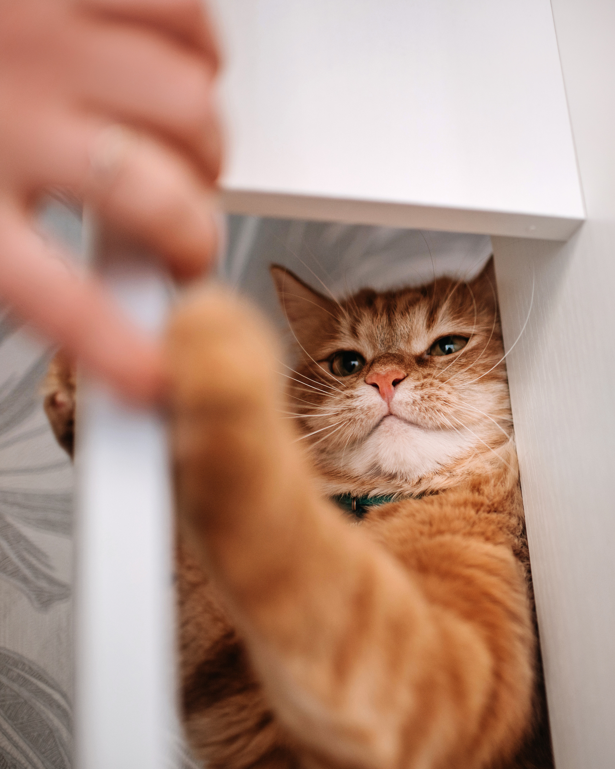 Домашнее: кот Баттерз и Юля. Портфолио