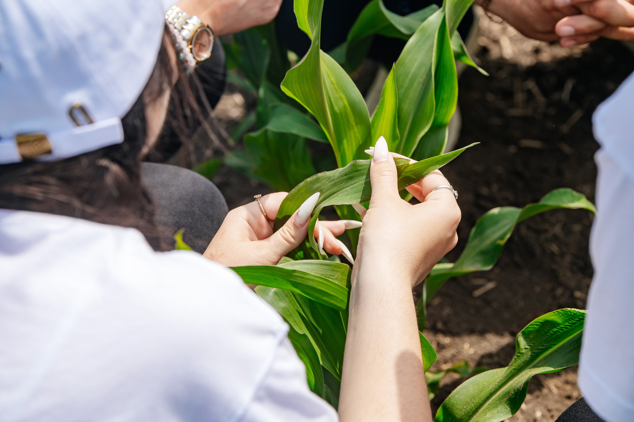День поля. Главная