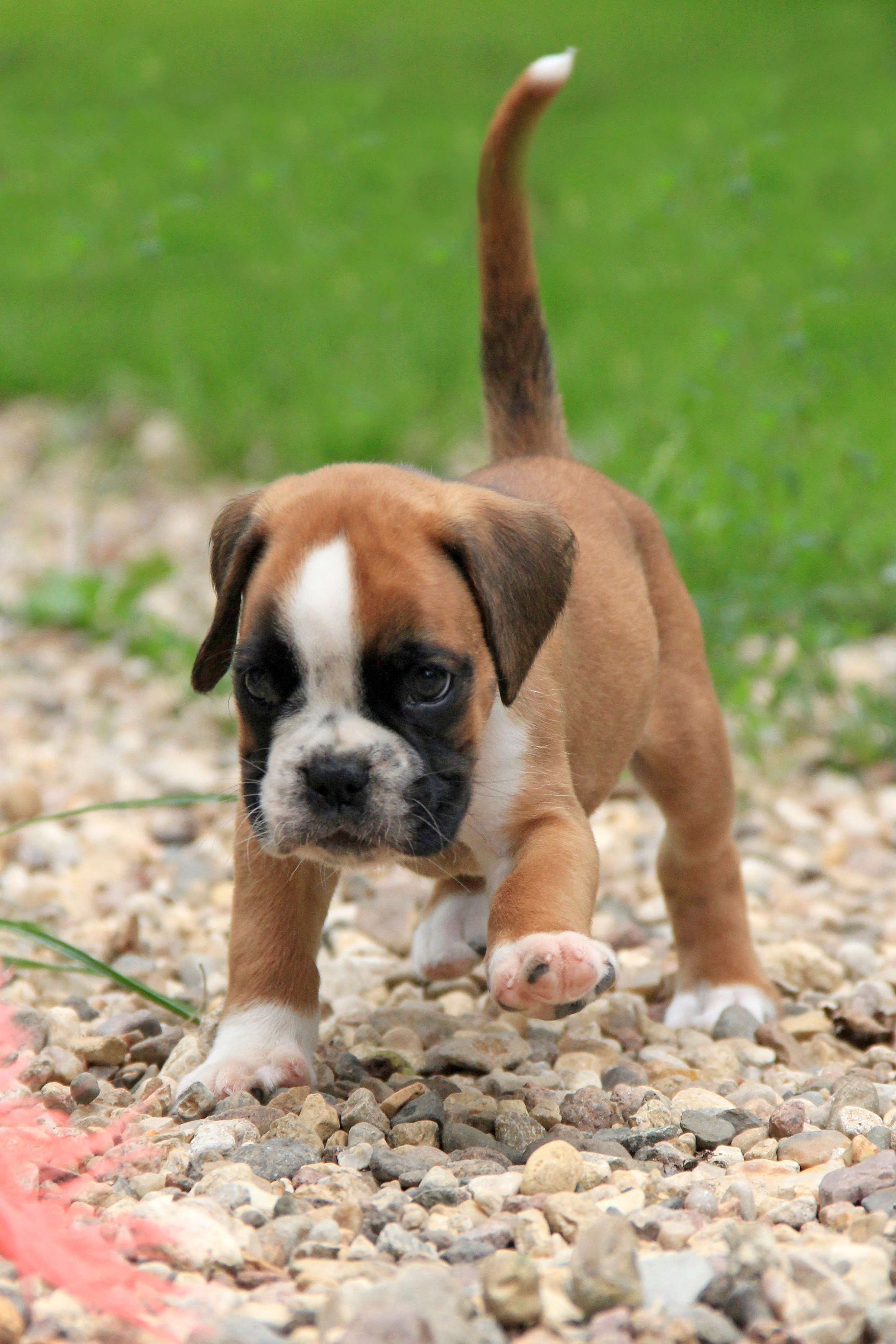 Щенки. Фотограф — анималист в Москве и области Ольга Петракова