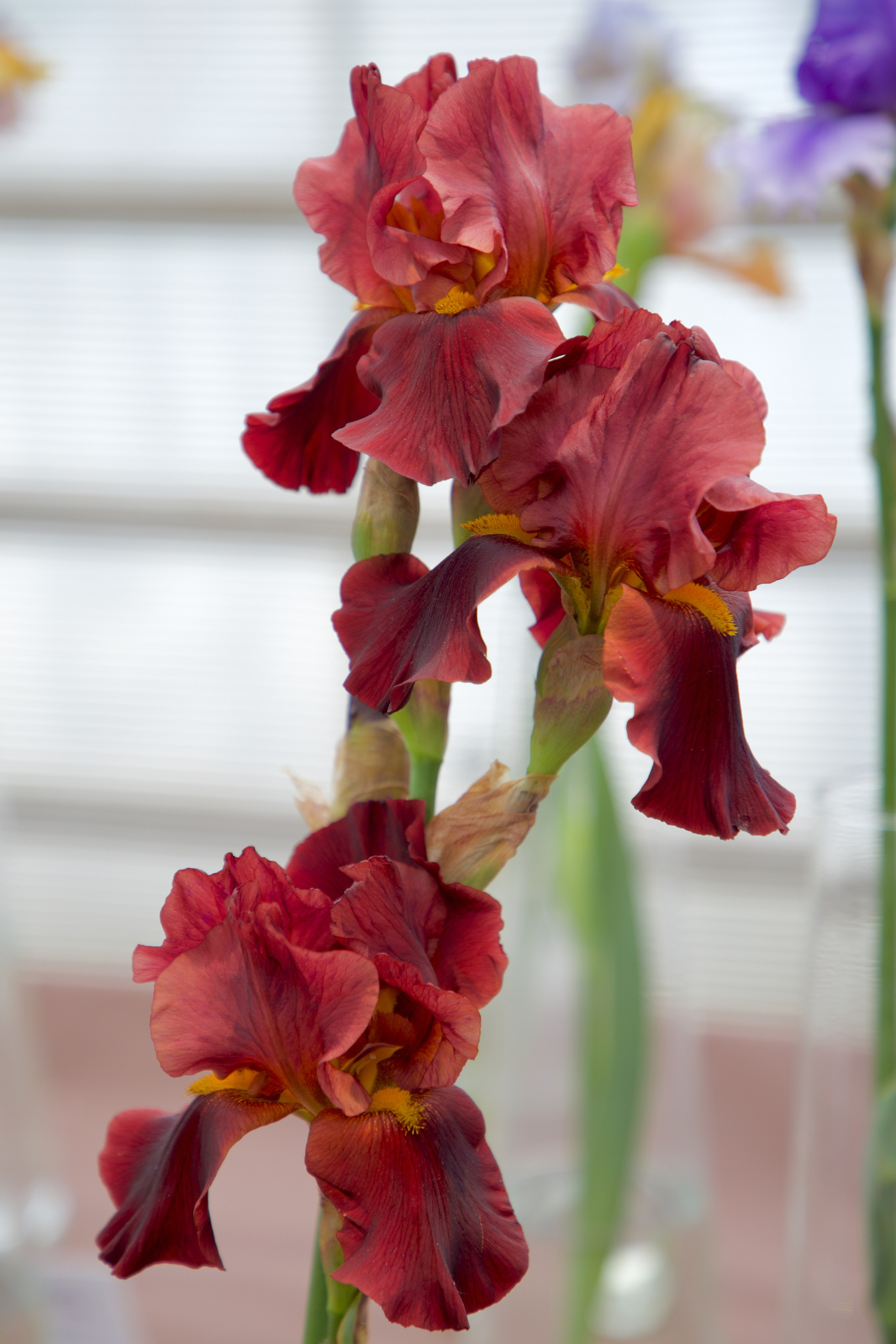 Аптекарский огород. Ирисы. Пионы. Школьные выпускные альбомы в Москве Марина Николаева