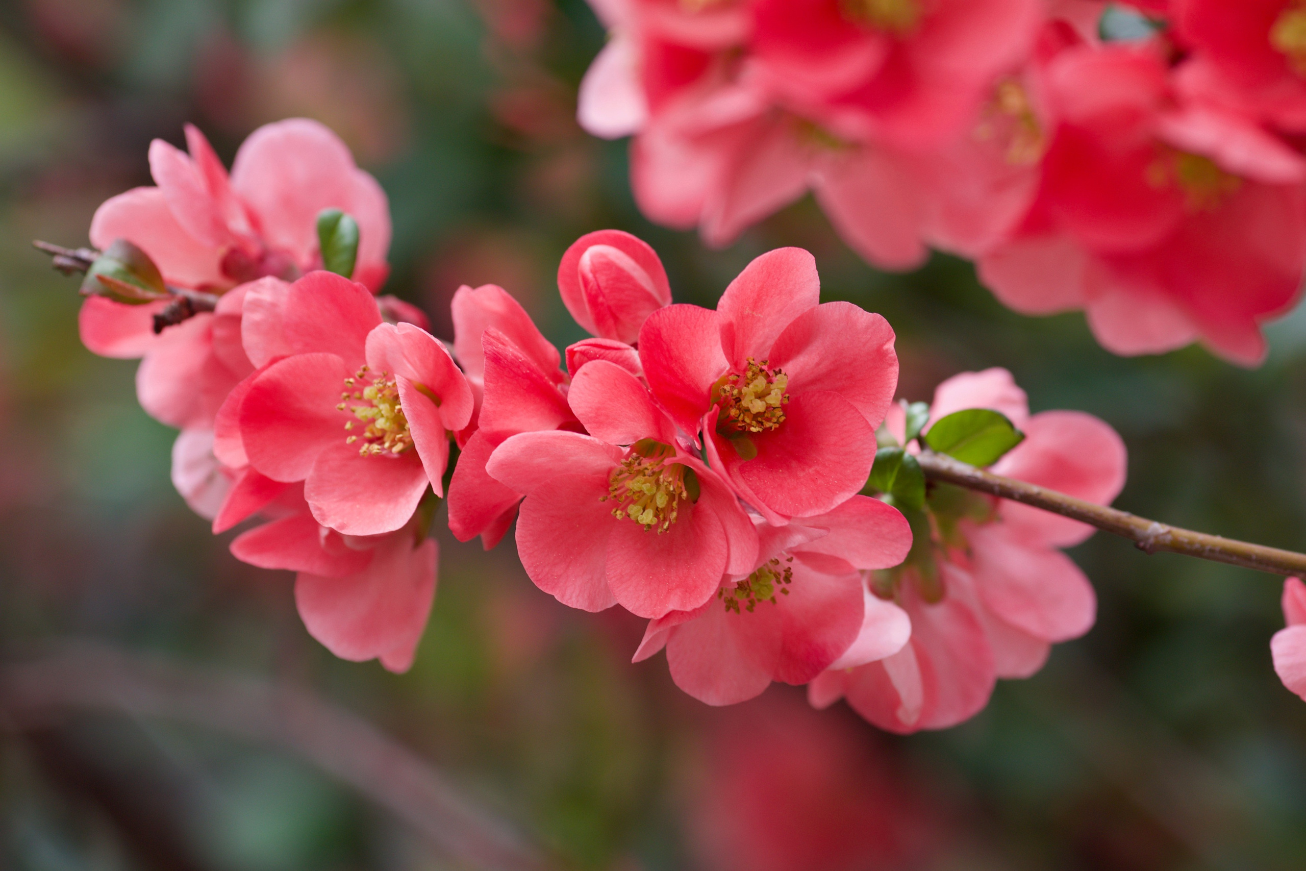 Чудесная природа. Школьные выпускные альбомы в Москве Марина Николаева