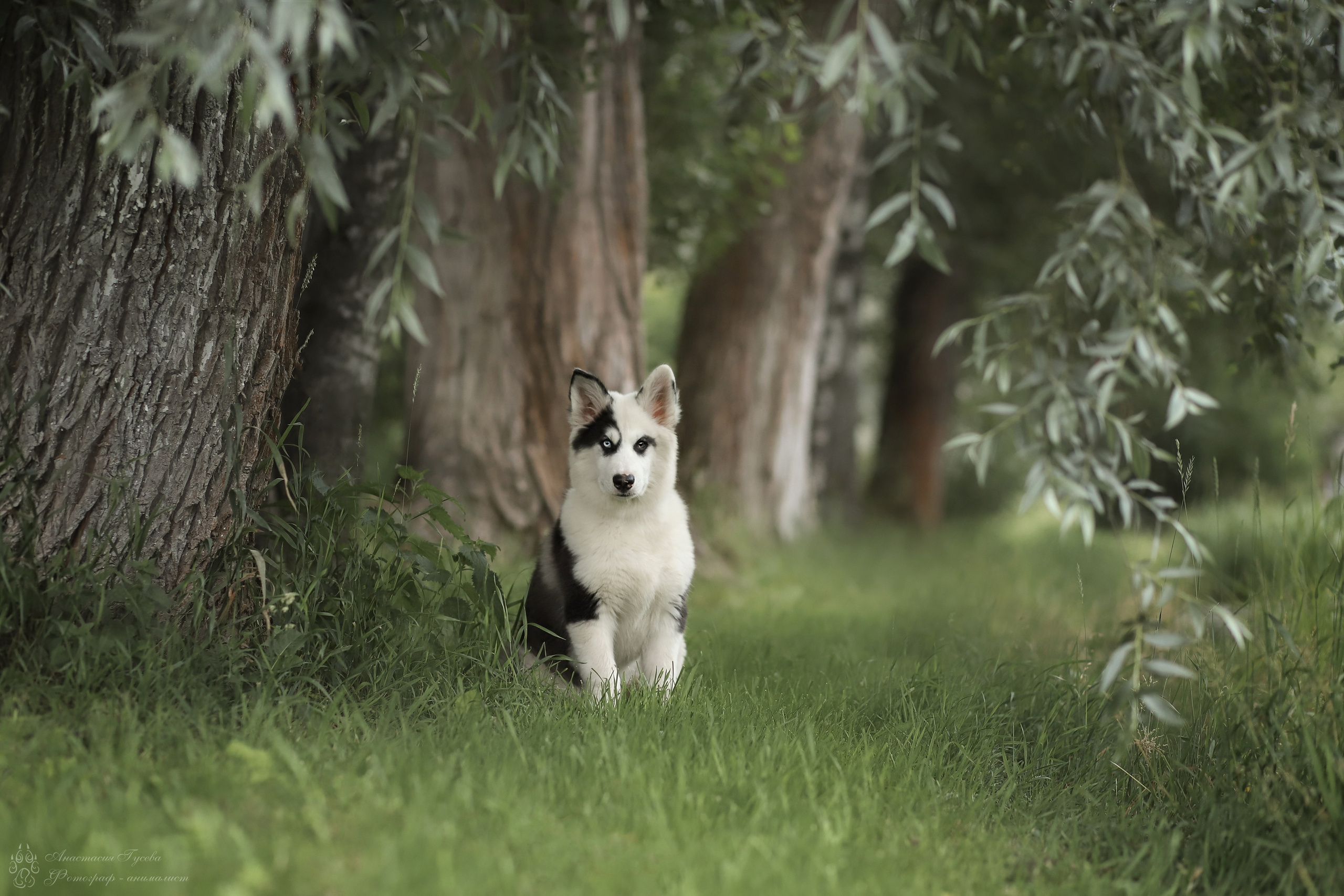 фотосессия щенка