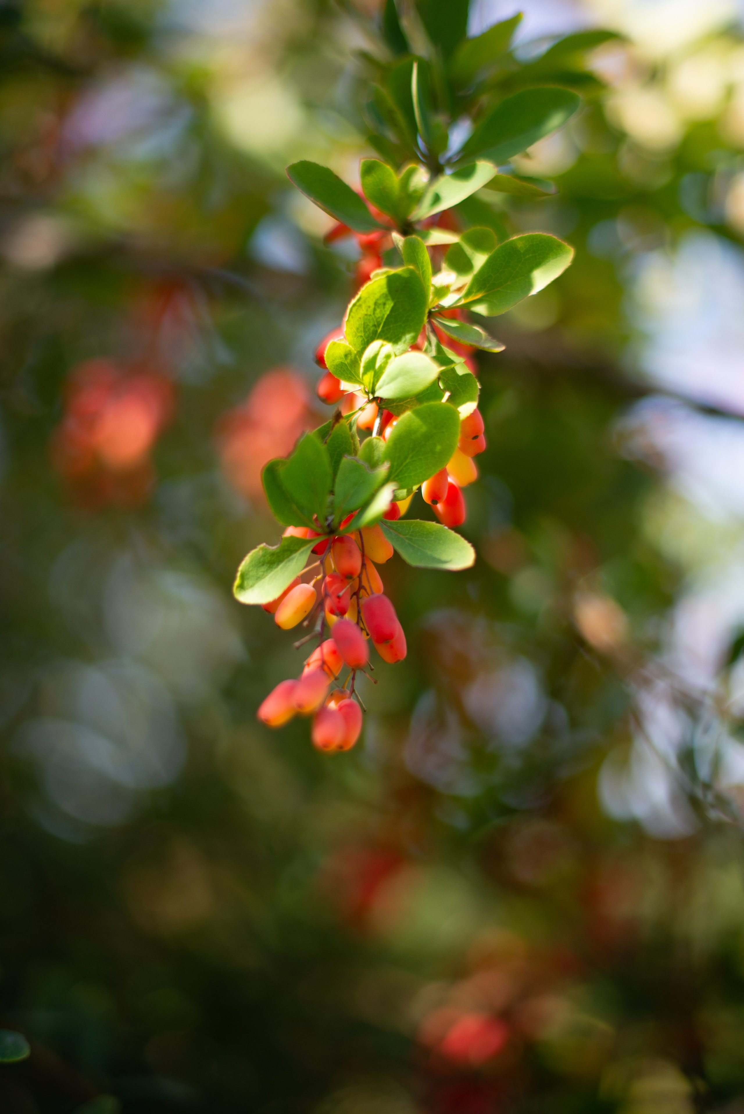 Цветы сада МГУ. Victoria Radjevna Репортажный Фотограф — Видеограф Москва • Санкт-Петербург