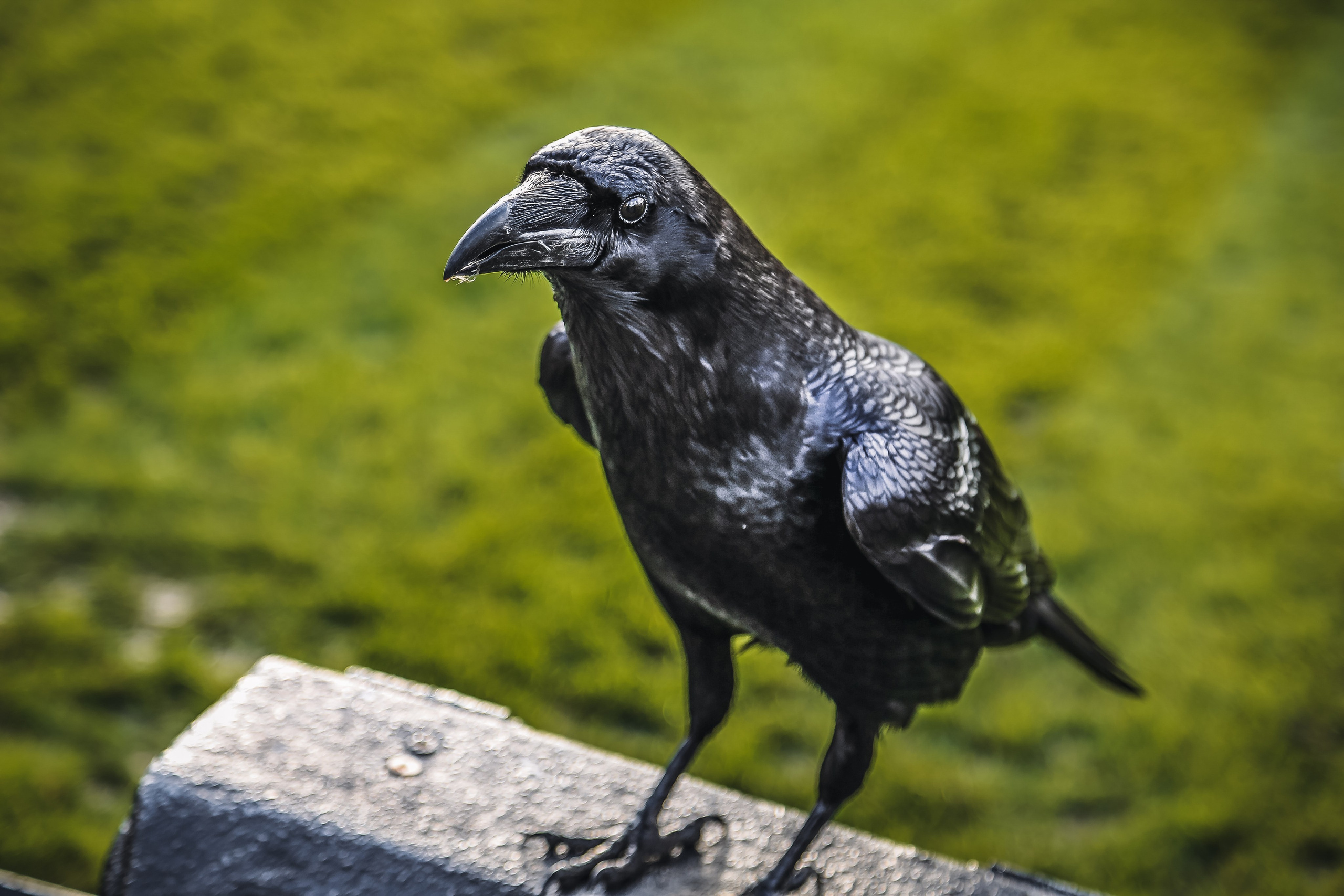 Англия: Пролог. Дарья Письменюк / Darya Leitstern — фотограф, музыкант, журналист, путешественник