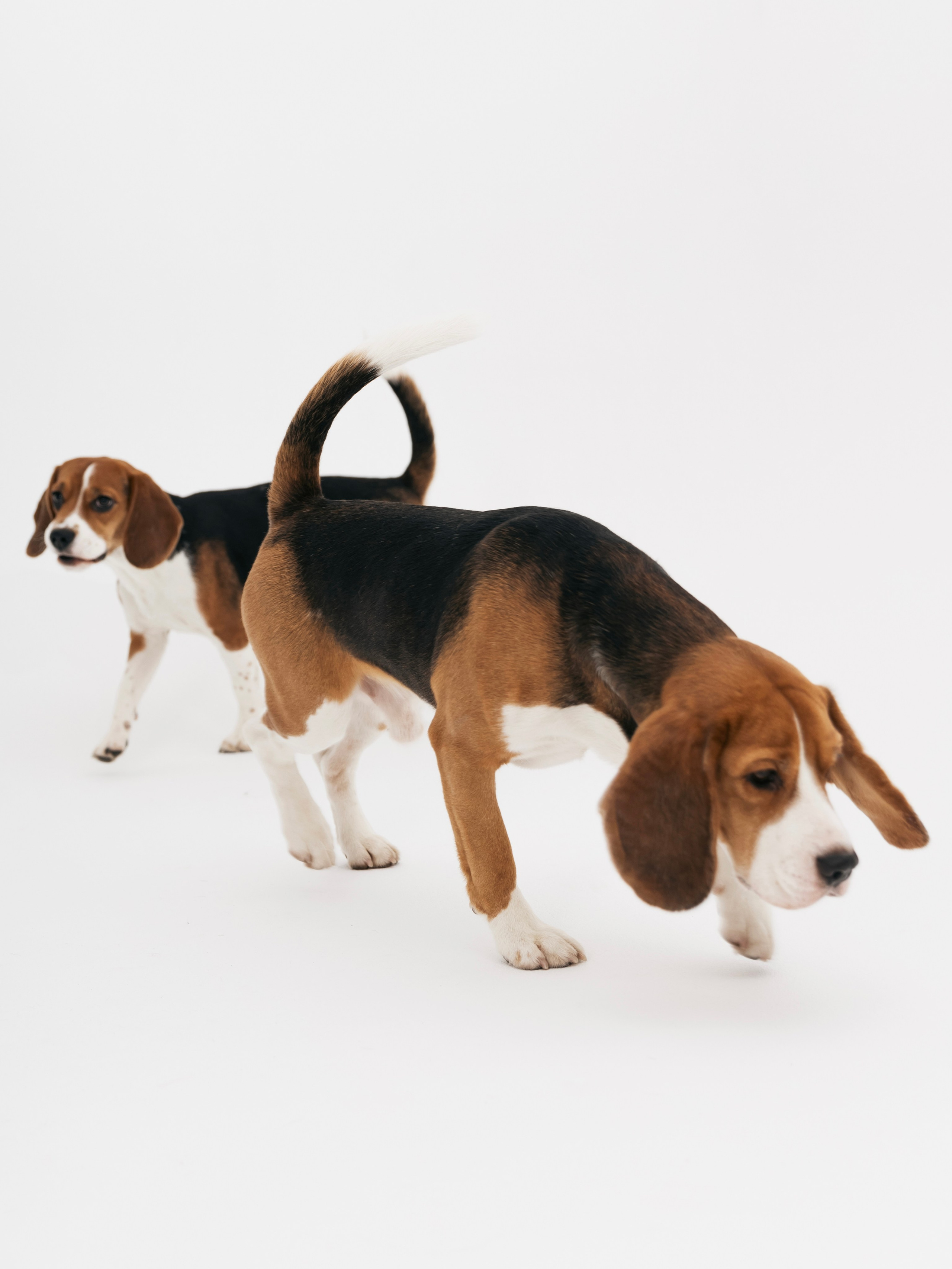 Биглемания. DRIPSTOCK MAG