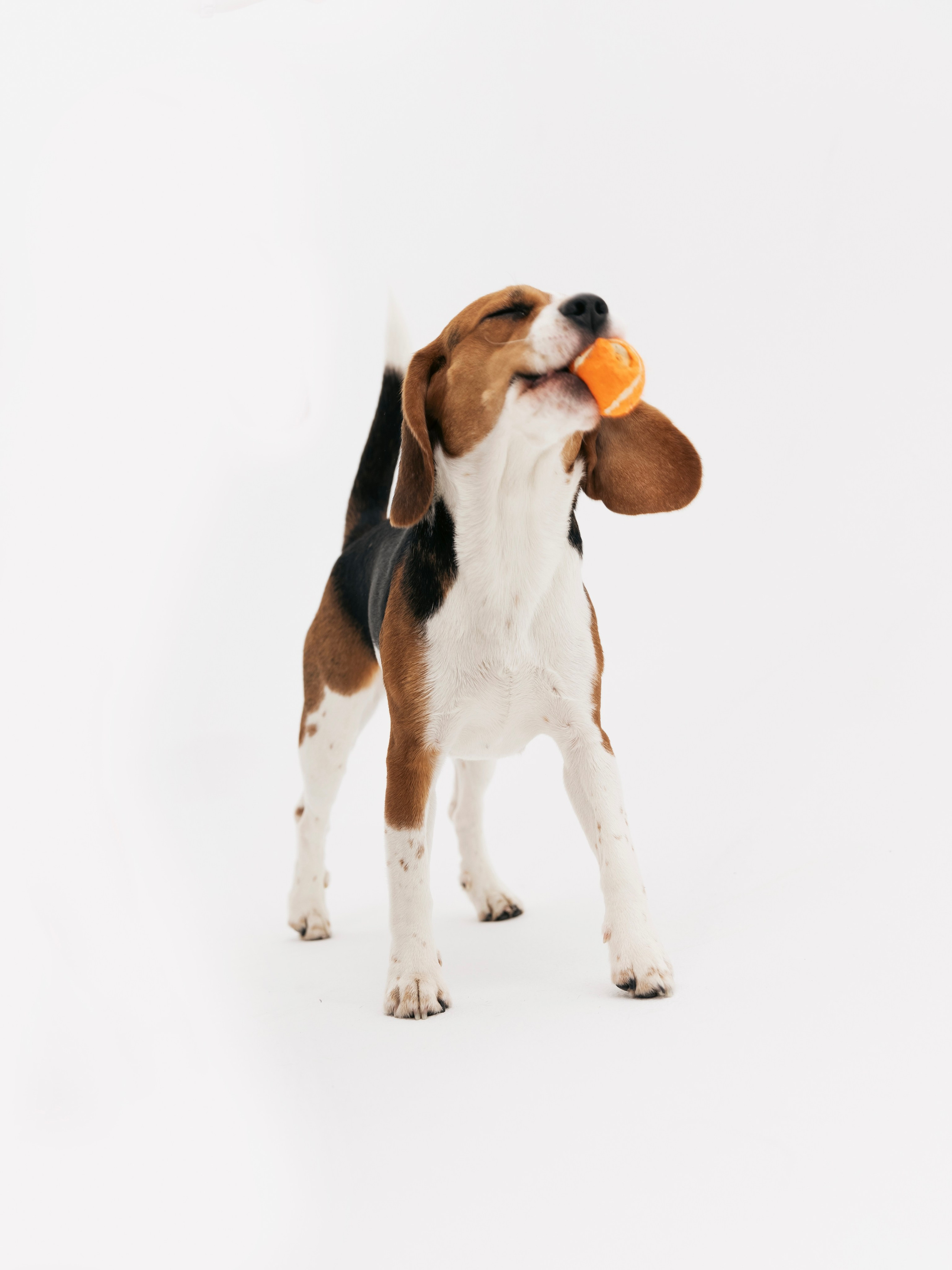 Биглемания. DRIPSTOCK MAG