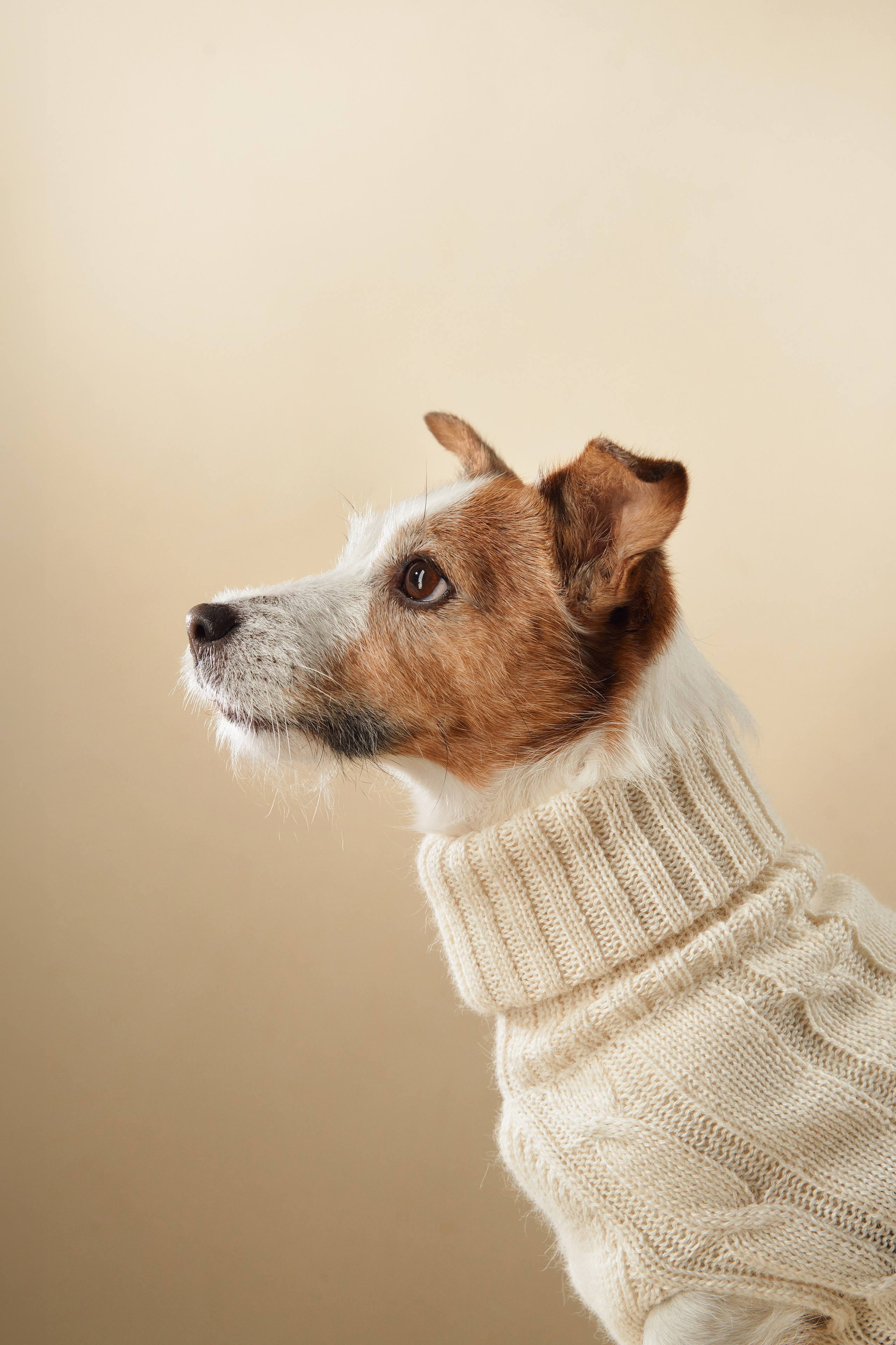 Advertising shooting with animals. Pets in advertising. Dog photographer Averianova Anna — Art photography of dogs