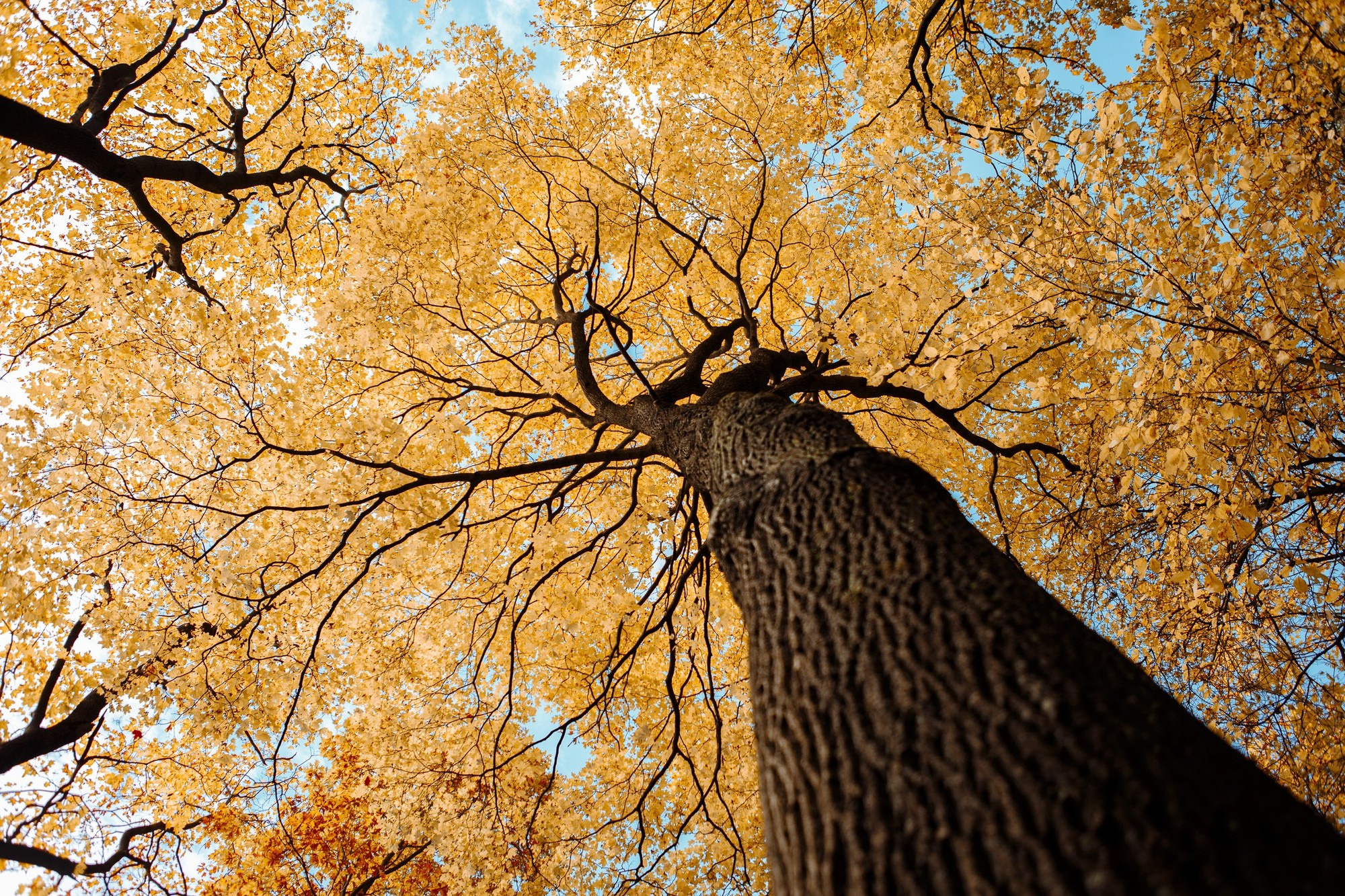 Свадебная фотосъемка, видео, свадебный фотограф, фотограф видеограф