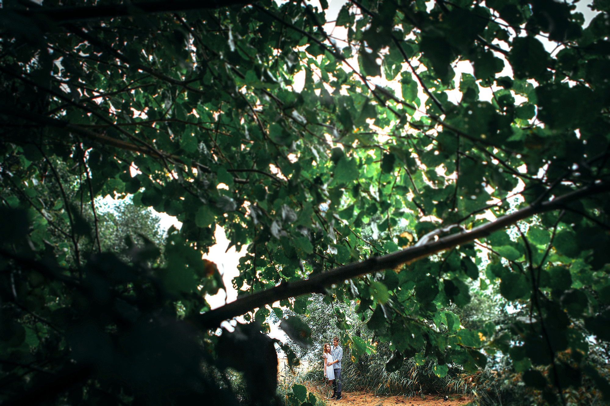 Лавстори на природе - удивительные кадры под дождём