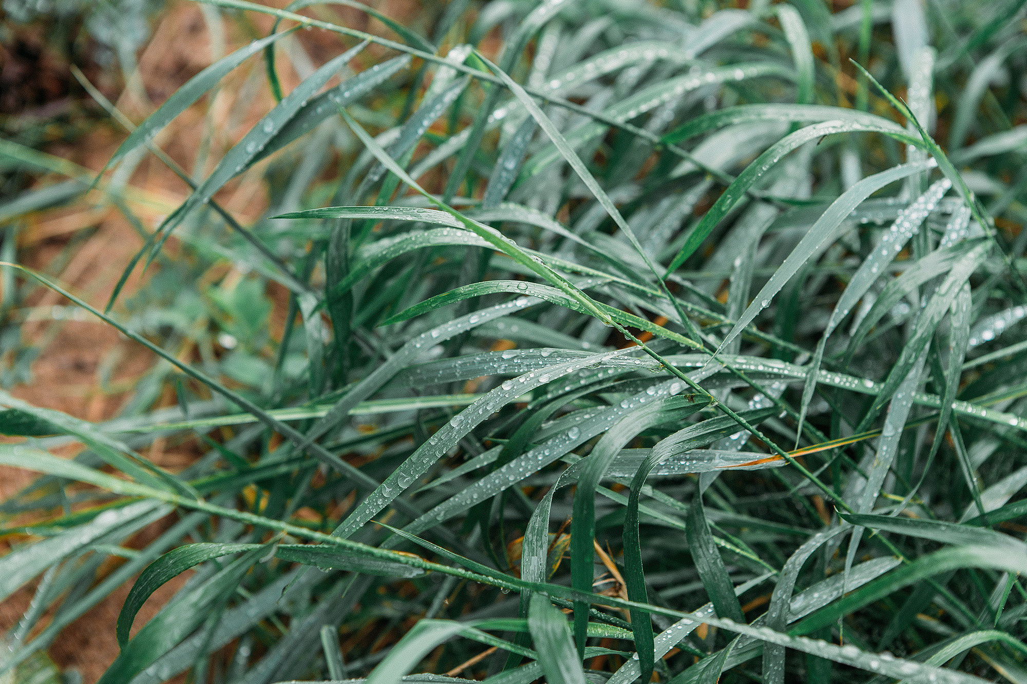 Лавстори на природе - удивительные кадры под дождём