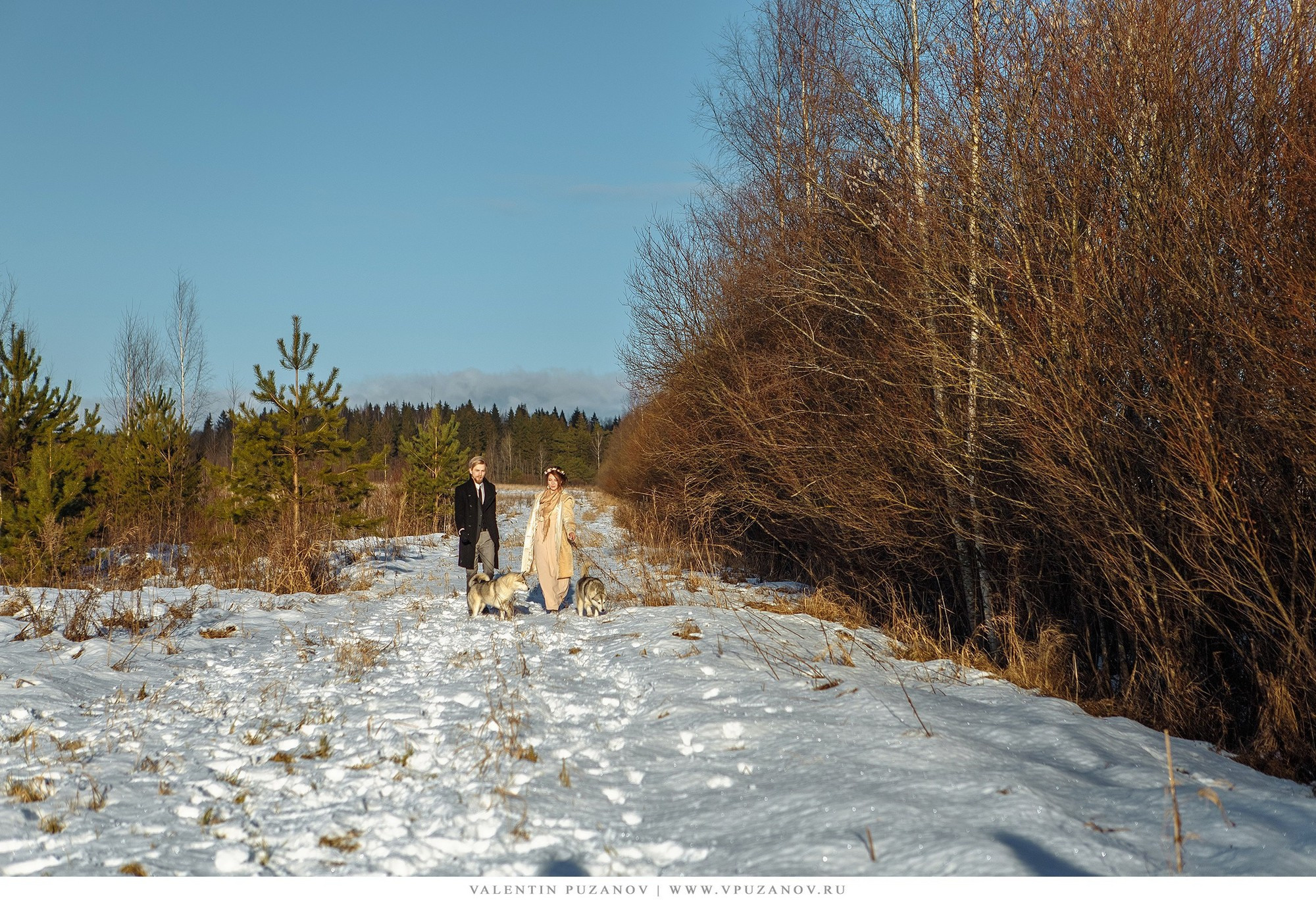 Предсвадебная фотосъемка с хаски в лесу