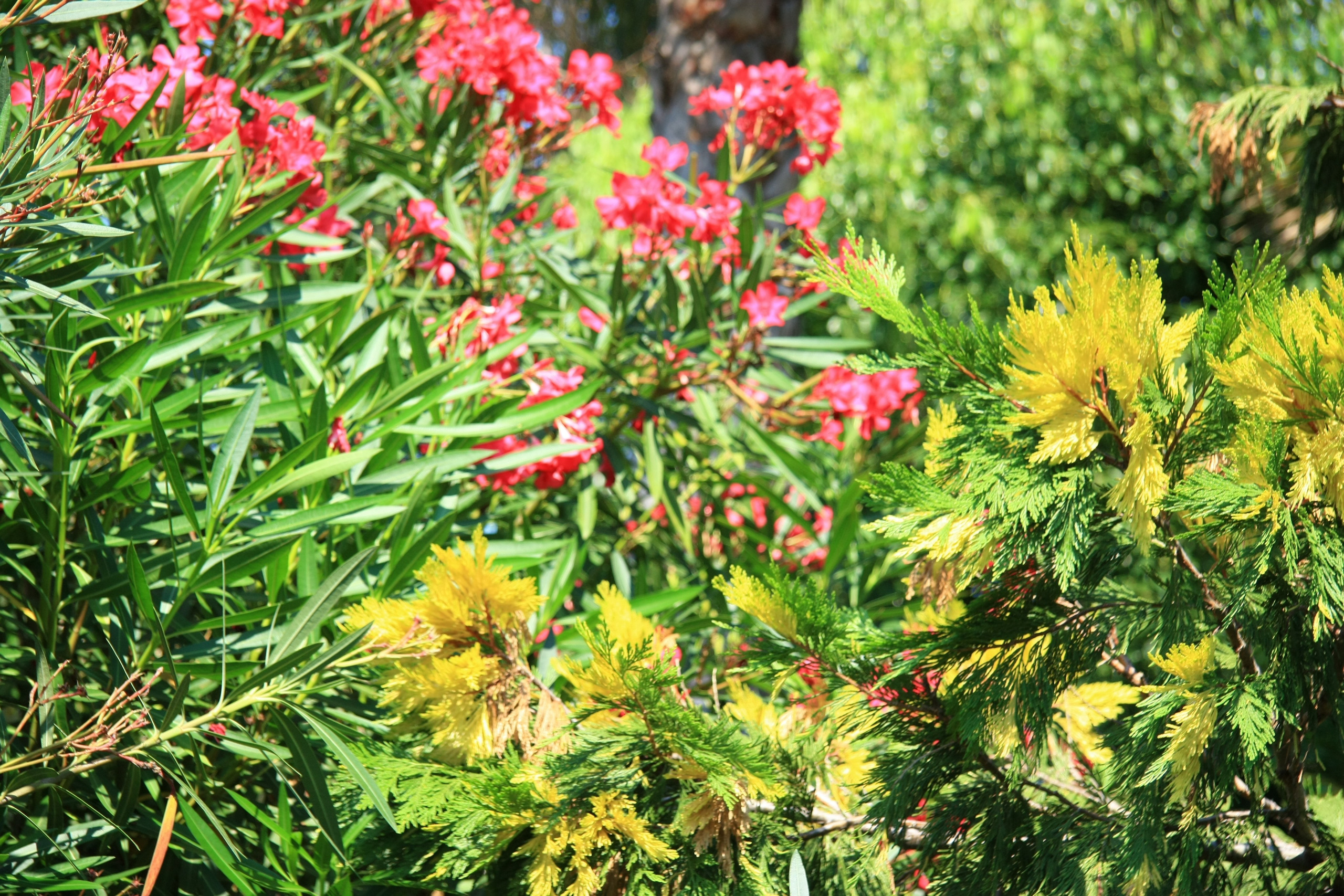 Первые кадры. Сочи — парк. Фотограф Роман Адлер