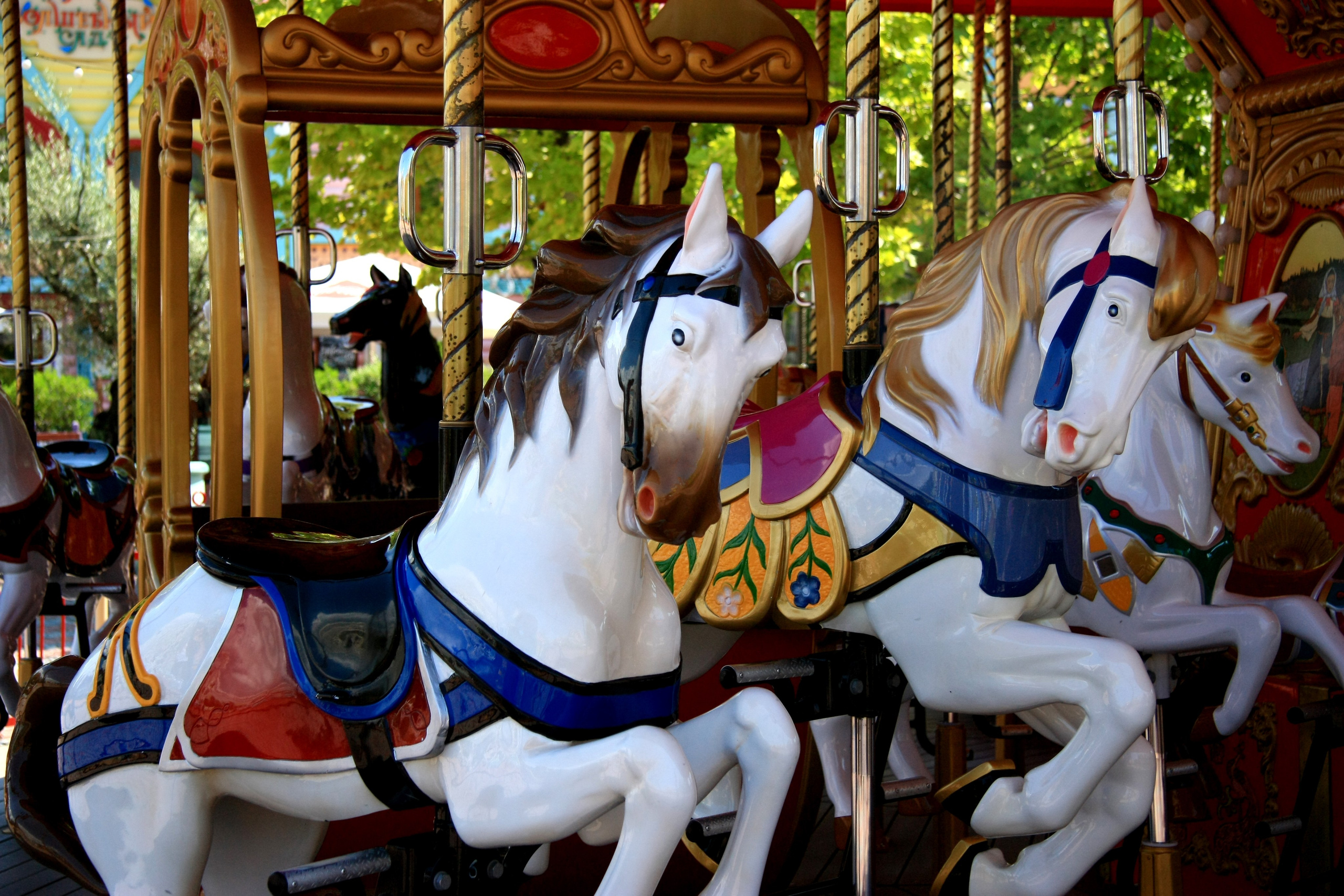 Первые кадры. Сочи — парк. Фотограф Роман Адлер